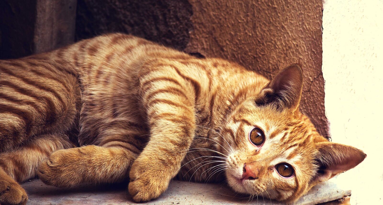 Canon EF-S 55-250mm F4-5.6 IS II sample photo. Kitten, cat, kitty, pet photography