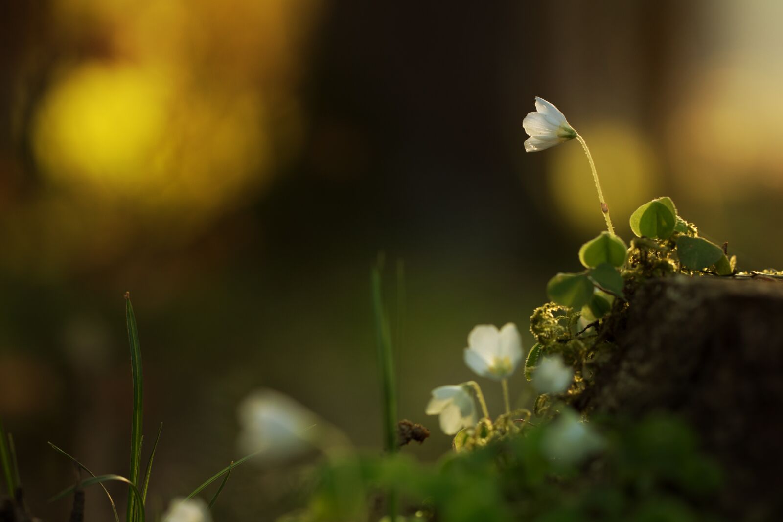 Canon EF 100mm F2.8L Macro IS USM sample photo. Blume, flower, wald photography