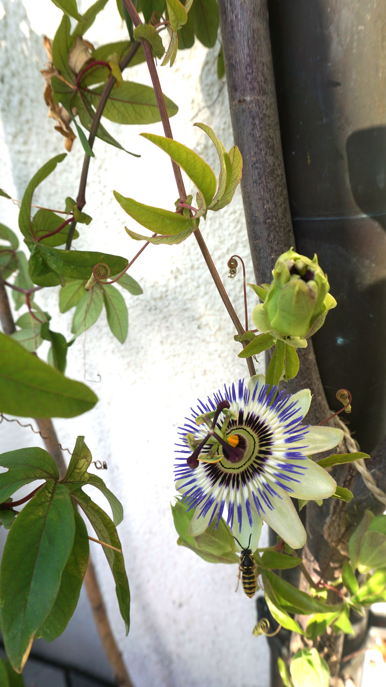 Sony a6000 sample photo. Passion fruit, blossom, bloom photography