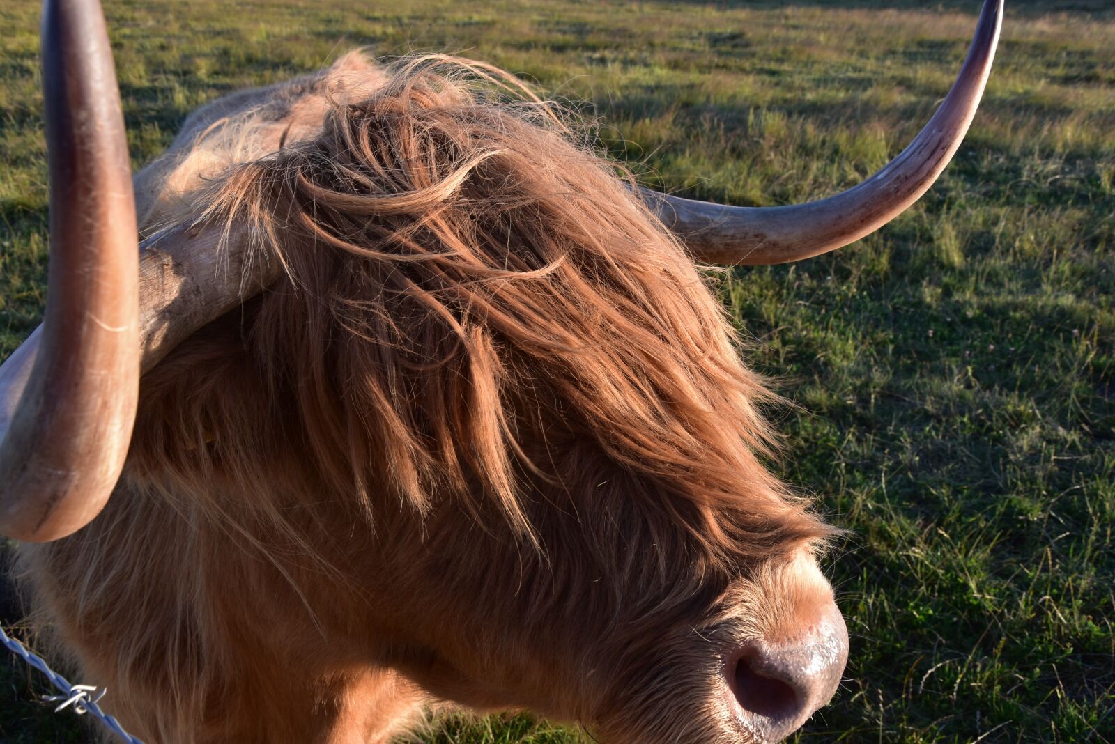 Nikon D7200 sample photo. Highland beef, scotland, agriculture photography