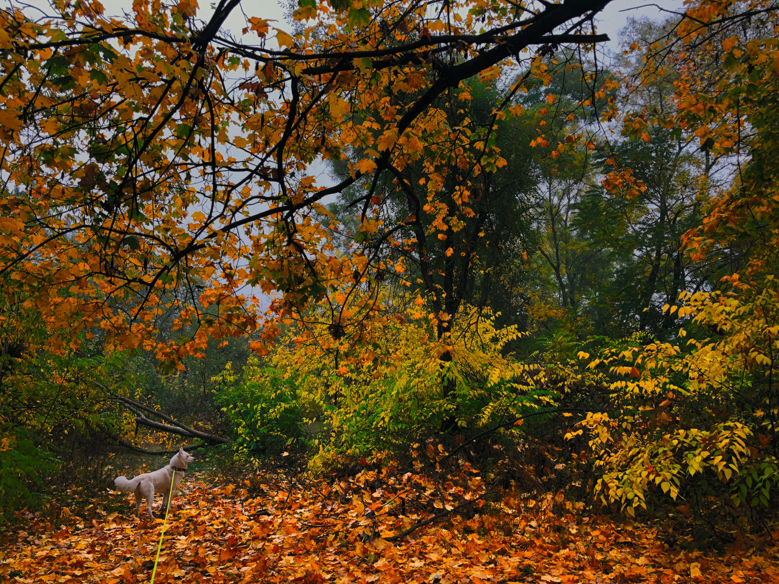 Apple iPhone 8 sample photo. Autumn, autumn, colours, forest photography
