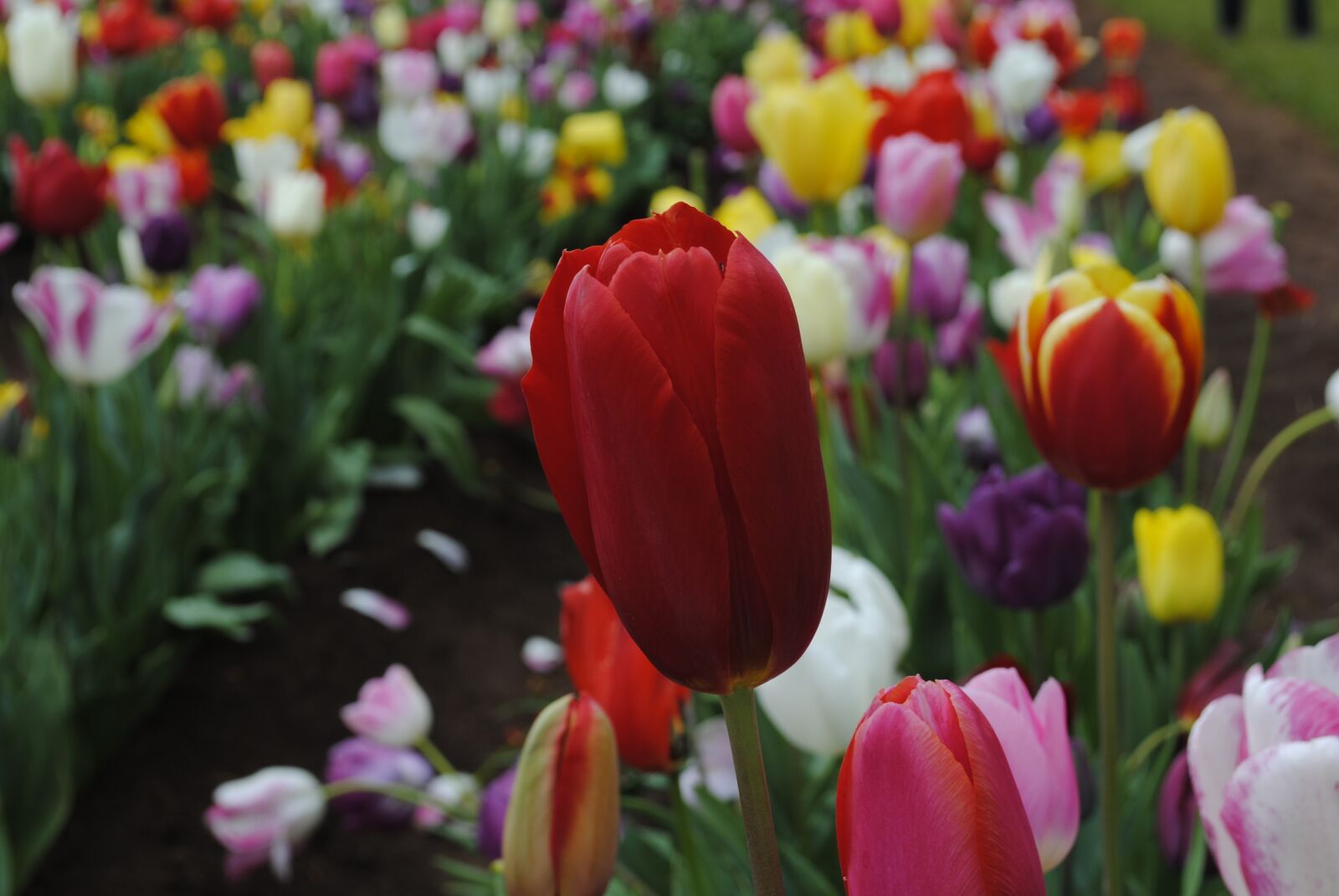 Nikon D3000 sample photo. Tulip, nature, colorful photography