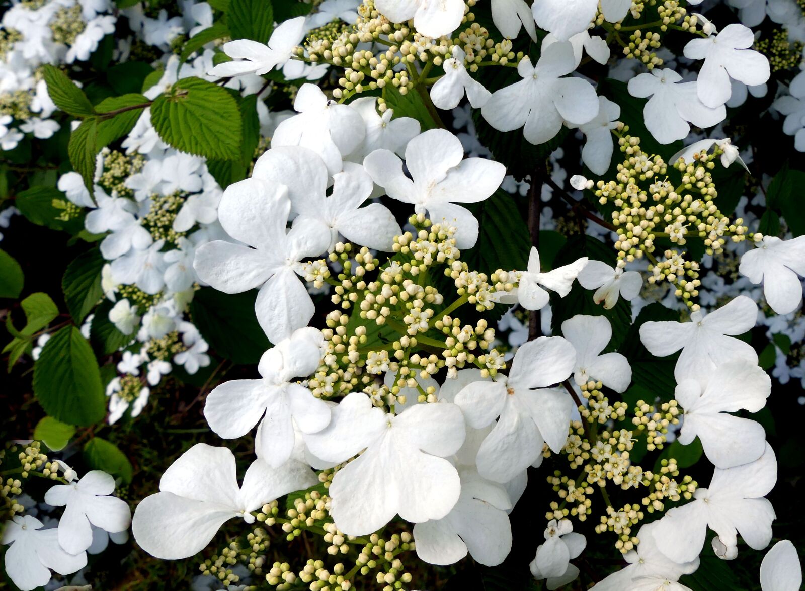 Panasonic Lumix DMC-FZ300 sample photo. Hydrangea, white, white flowers photography