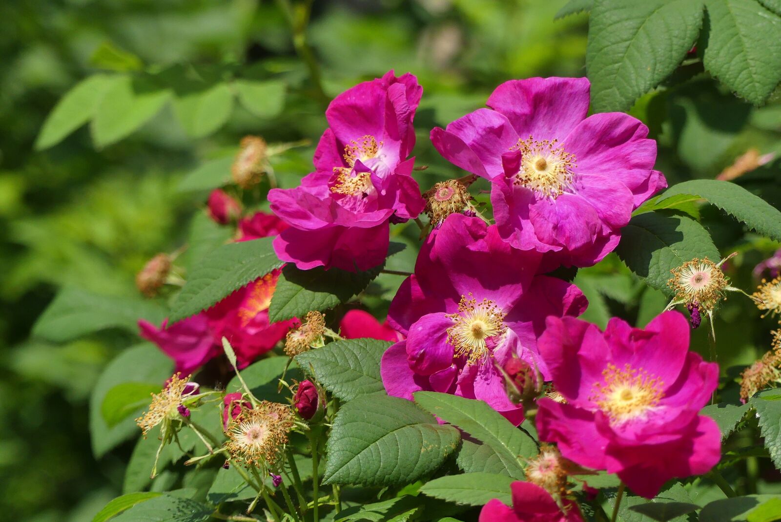 Panasonic Lumix DMC-FZ300 sample photo. Flowers, spring, nature photography