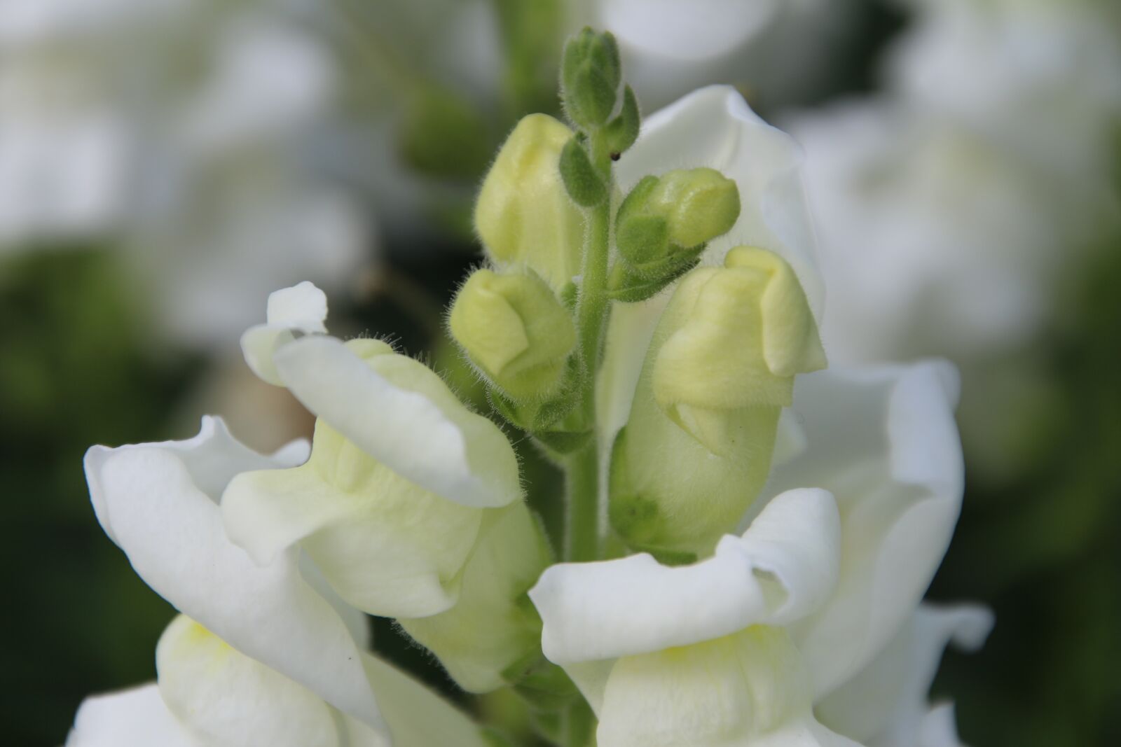 Canon EOS 700D (EOS Rebel T5i / EOS Kiss X7i) sample photo. Flower, goldfish grass, beautiful photography