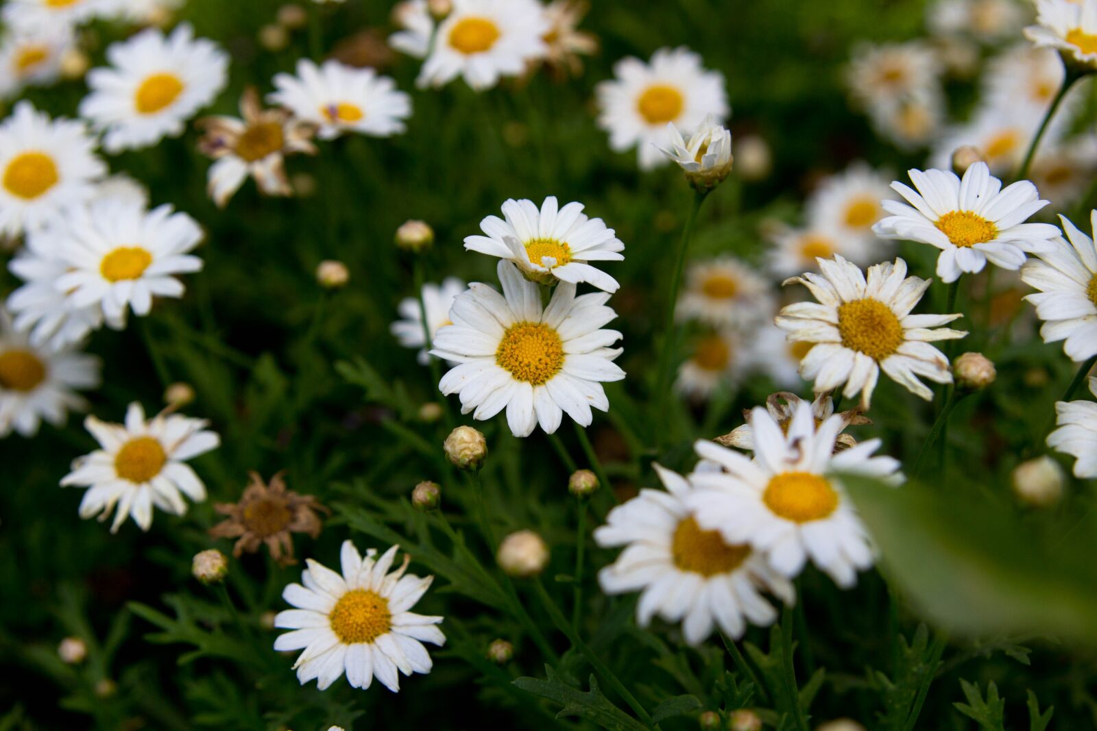 Canon EOS 600D (Rebel EOS T3i / EOS Kiss X5) sample photo. Flowers, chamomile, nature photography