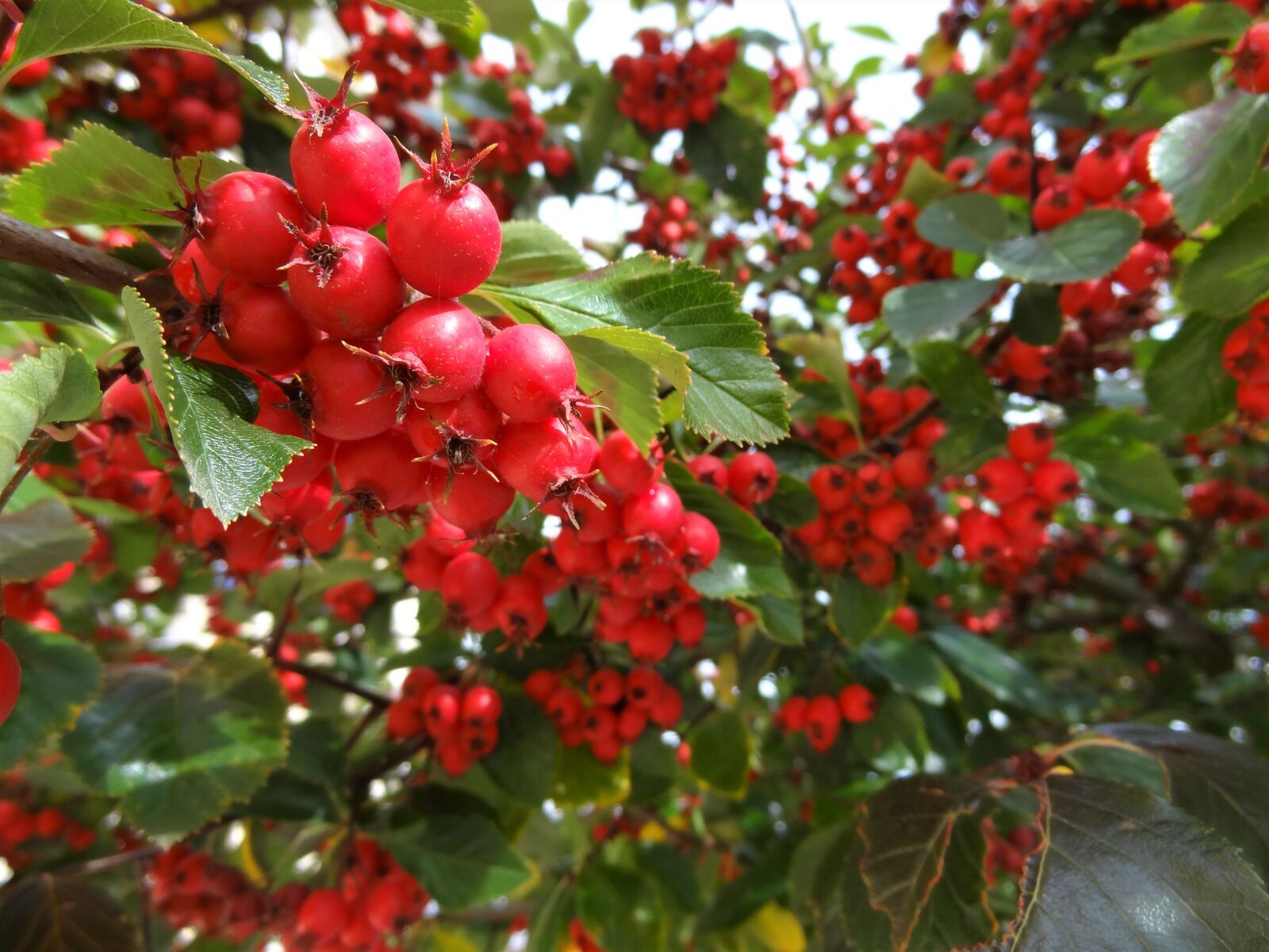 Sony Cyber-shot DSC-HX9V sample photo. Autumn, red, autumn nature photography