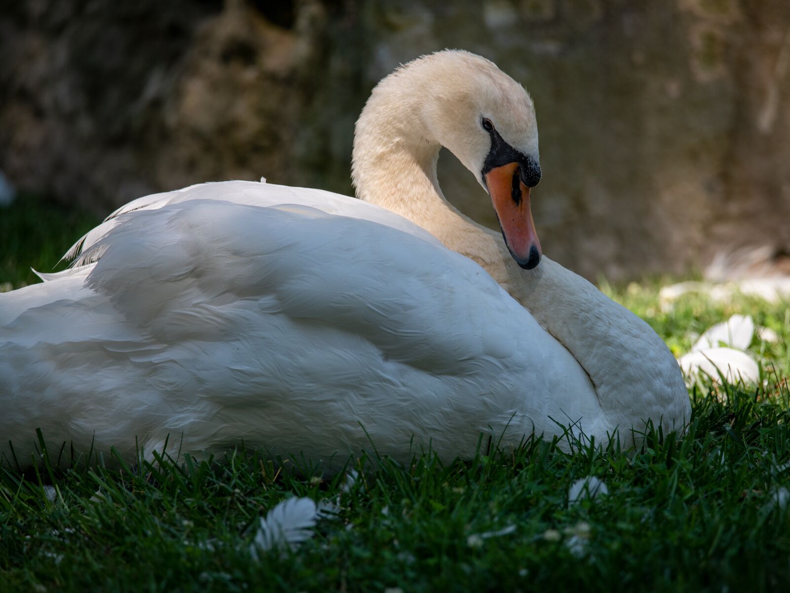 Nikon D850 sample photo. Swan, mute swan, white photography