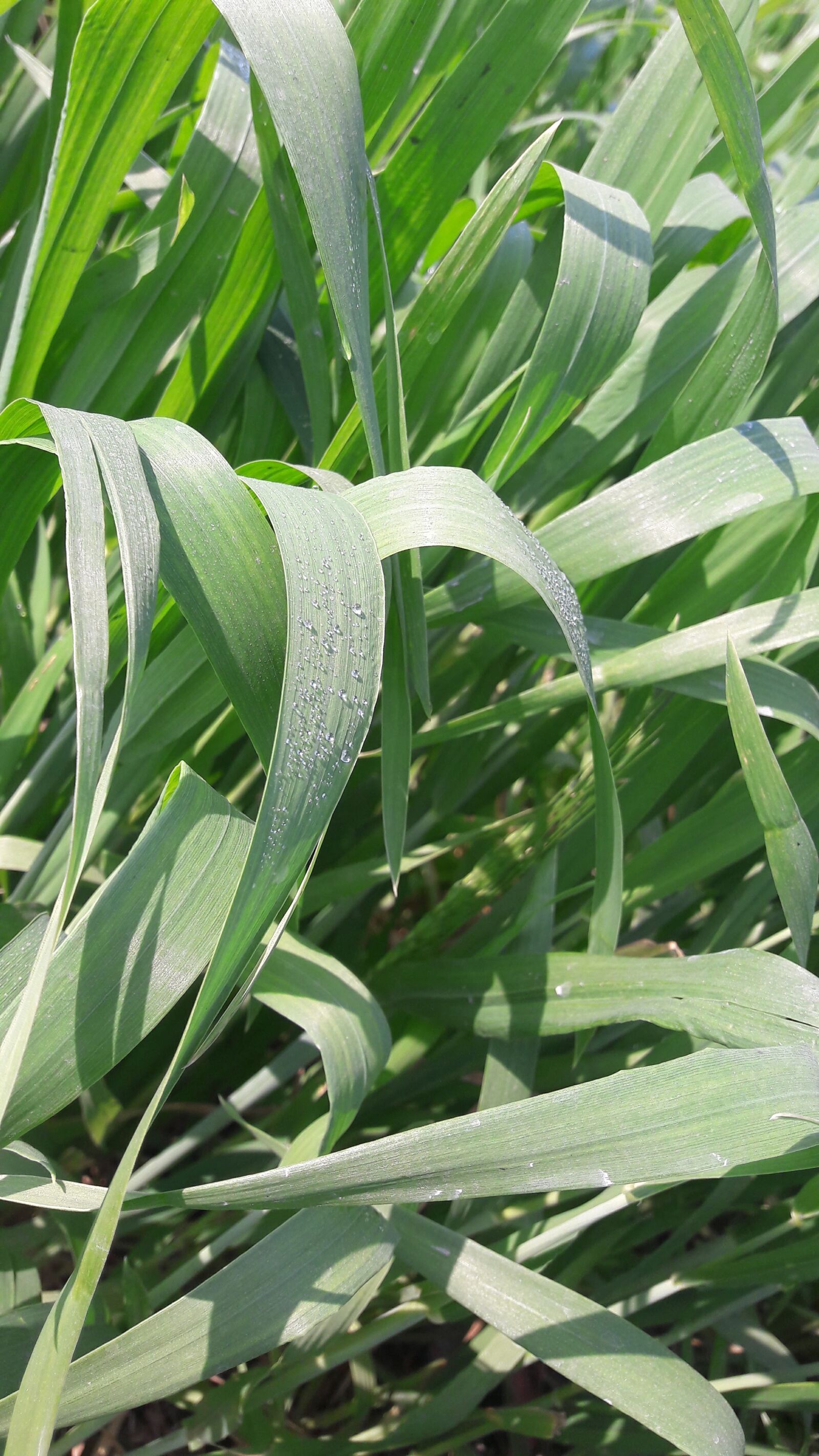 Samsung Galaxy A5(2016) sample photo. Dew, drops, leafs photography