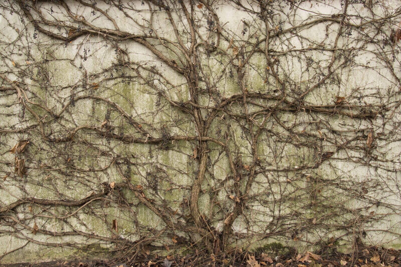 Nikon D3200 sample photo. Ivy, wall, creeper photography