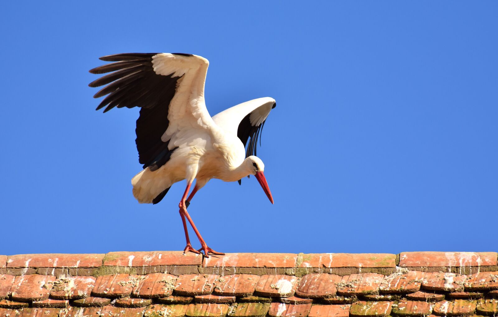 Nikon D7200 sample photo. Stork, bird, flying photography