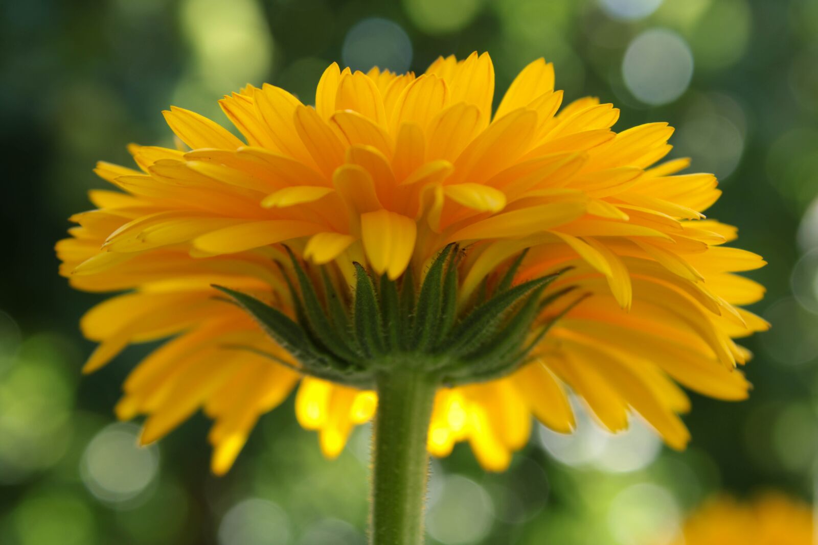 Canon EOS 2000D (EOS Rebel T7 / EOS Kiss X90 / EOS 1500D) sample photo. Daisy, yellow, bloom photography