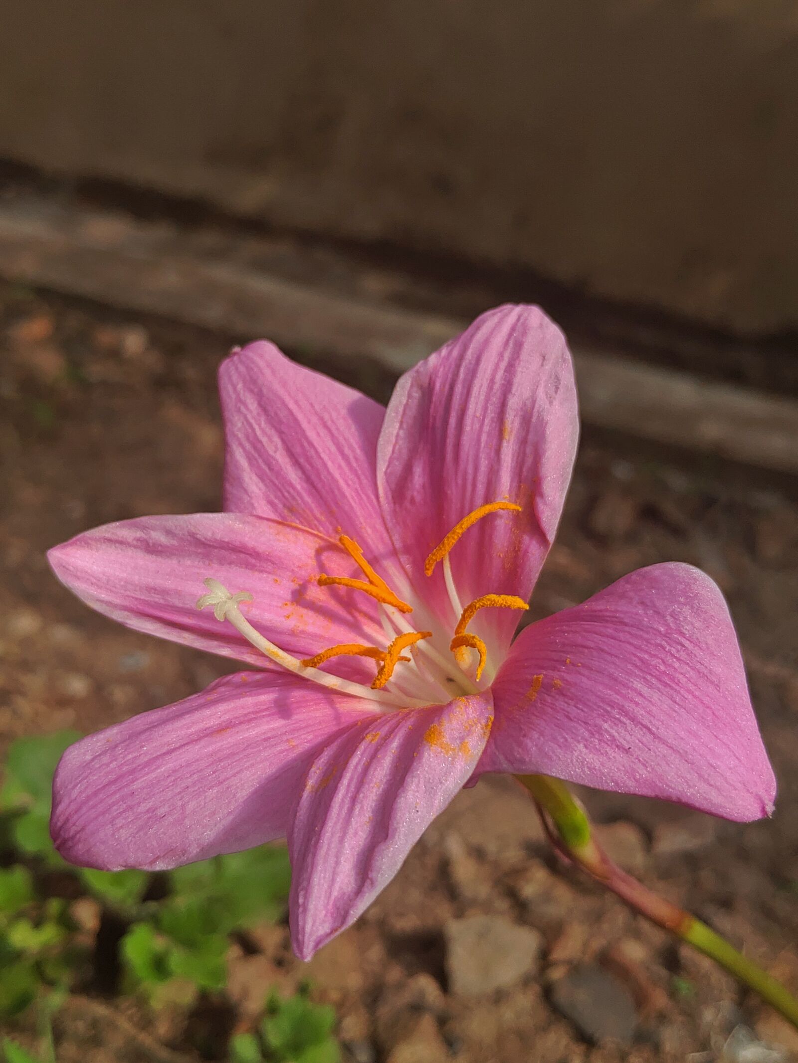 ASUS ZenFone 5Z (ZS620KL) (WW) / 5Z (ZS621KL) (IN) sample photo. Flower, flower images, nature photography