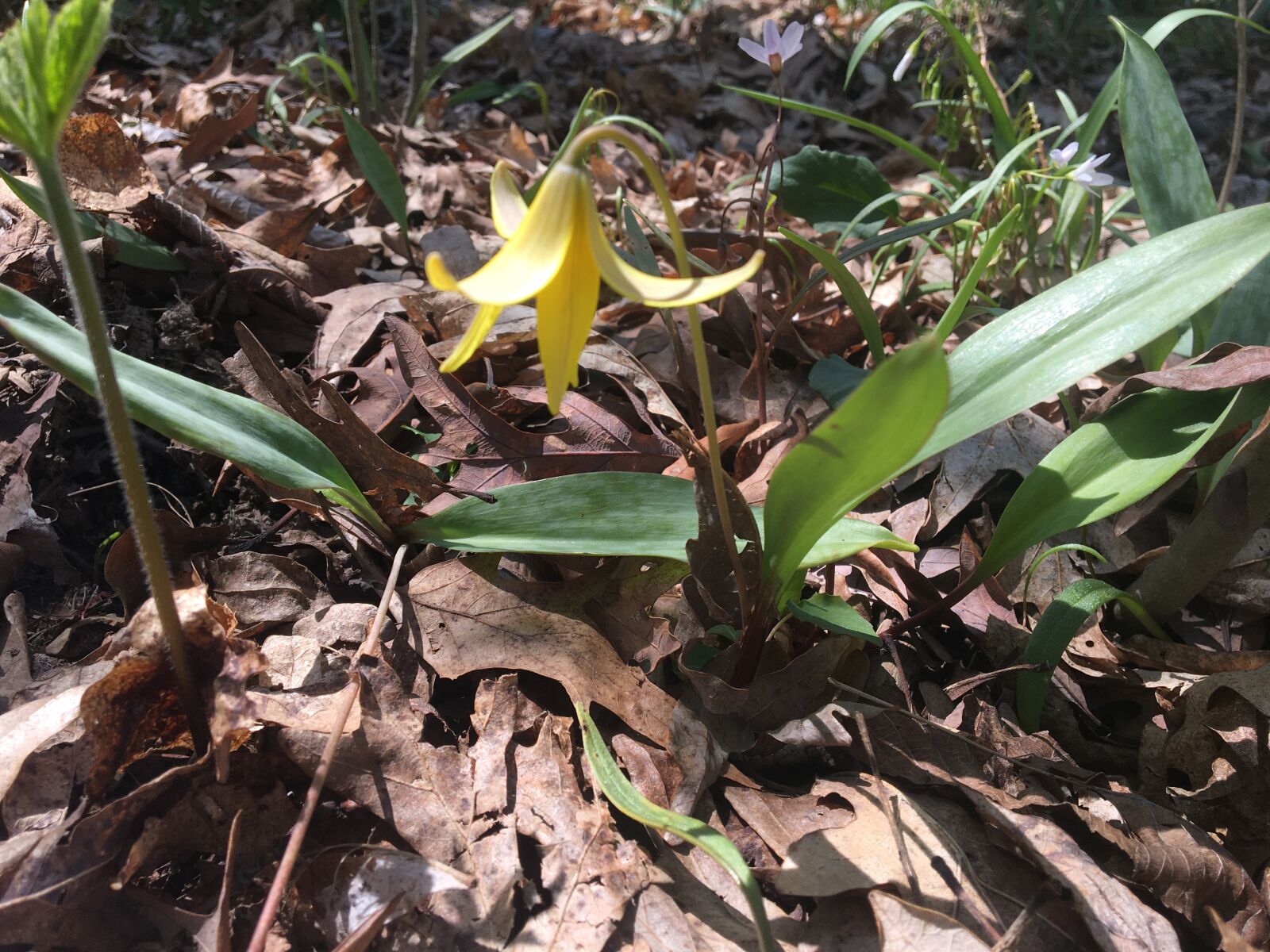 Apple iPhone 6s sample photo. Wildflower, trout lily, yellow photography