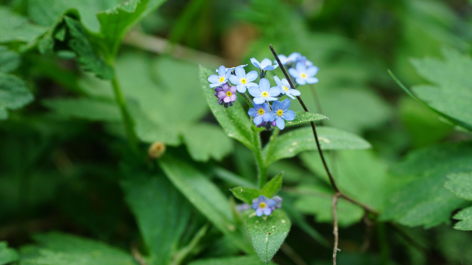Sony a6000 + Sony E PZ 18-105mm F4 G OSS sample photo. Nature, leaf, plant photography