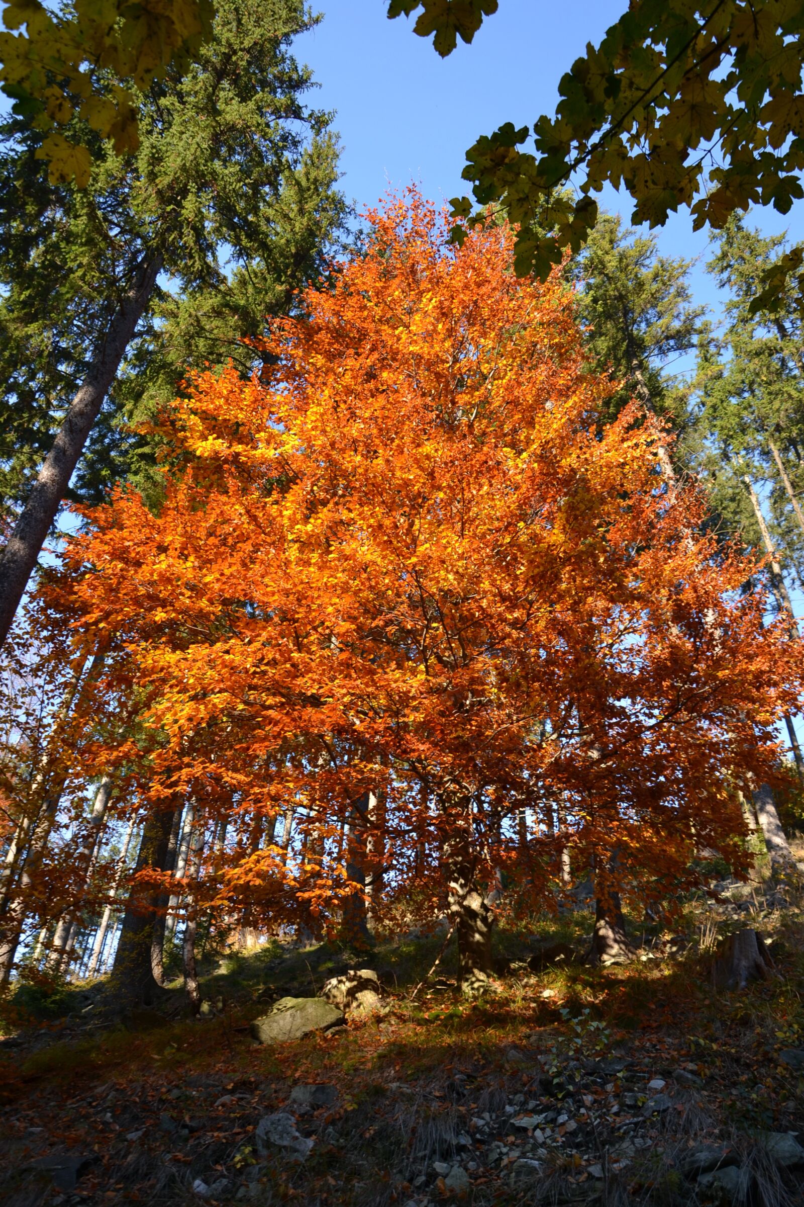 Nikon D3100 sample photo. Nature, autumn, trees photography