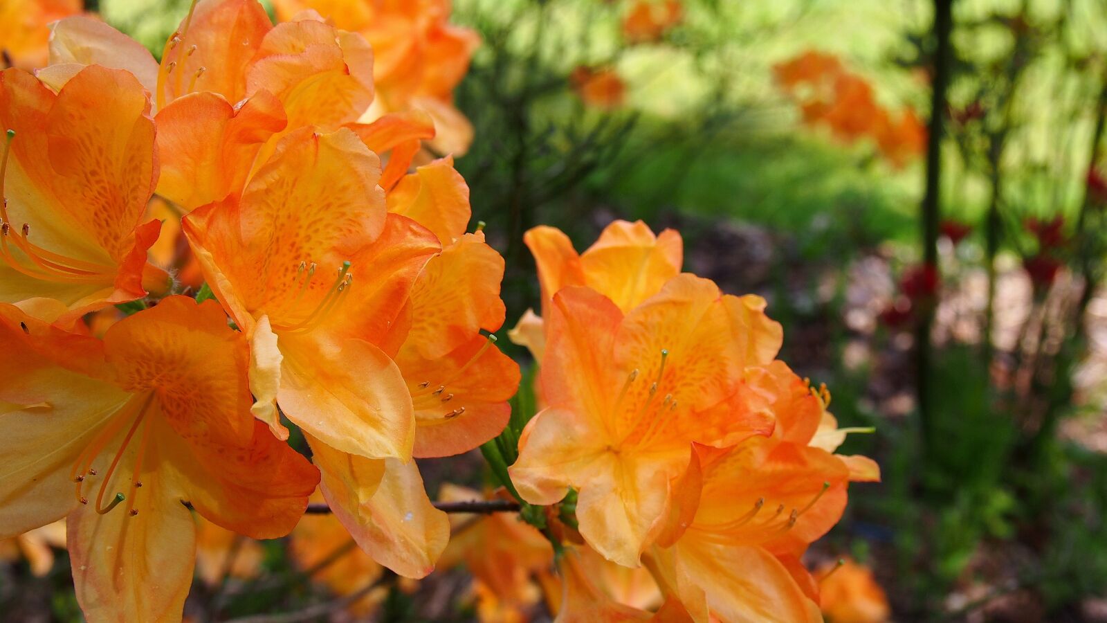 Olympus PEN E-PL6 sample photo. Azalea, flower, rhododendron japanese photography