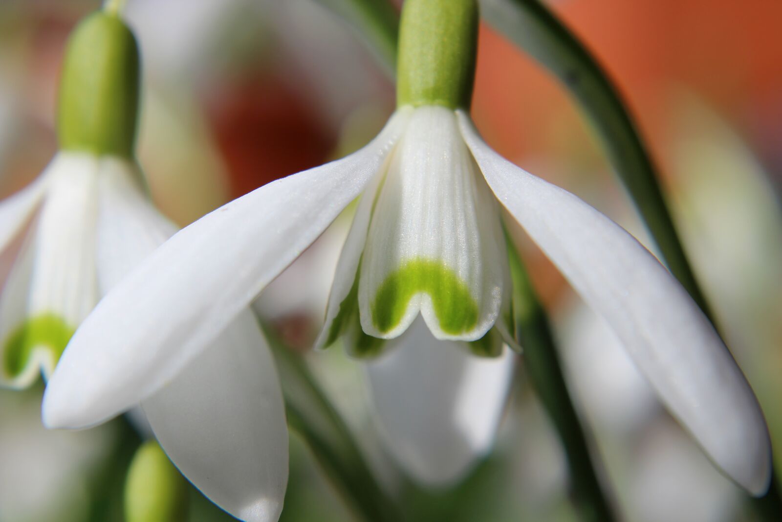 Canon EOS 1300D (EOS Rebel T6 / EOS Kiss X80) sample photo. Snowdrop, plant, spring photography