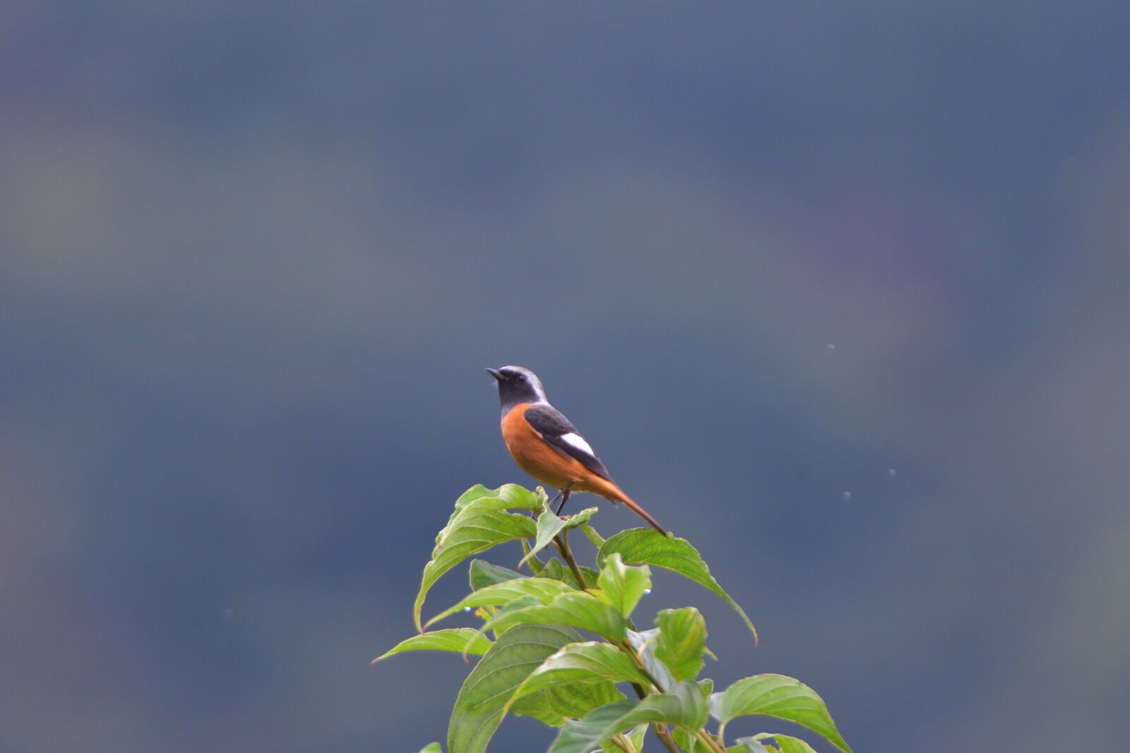 Nikon D500 sample photo. Natural, outdoors, wild animals photography