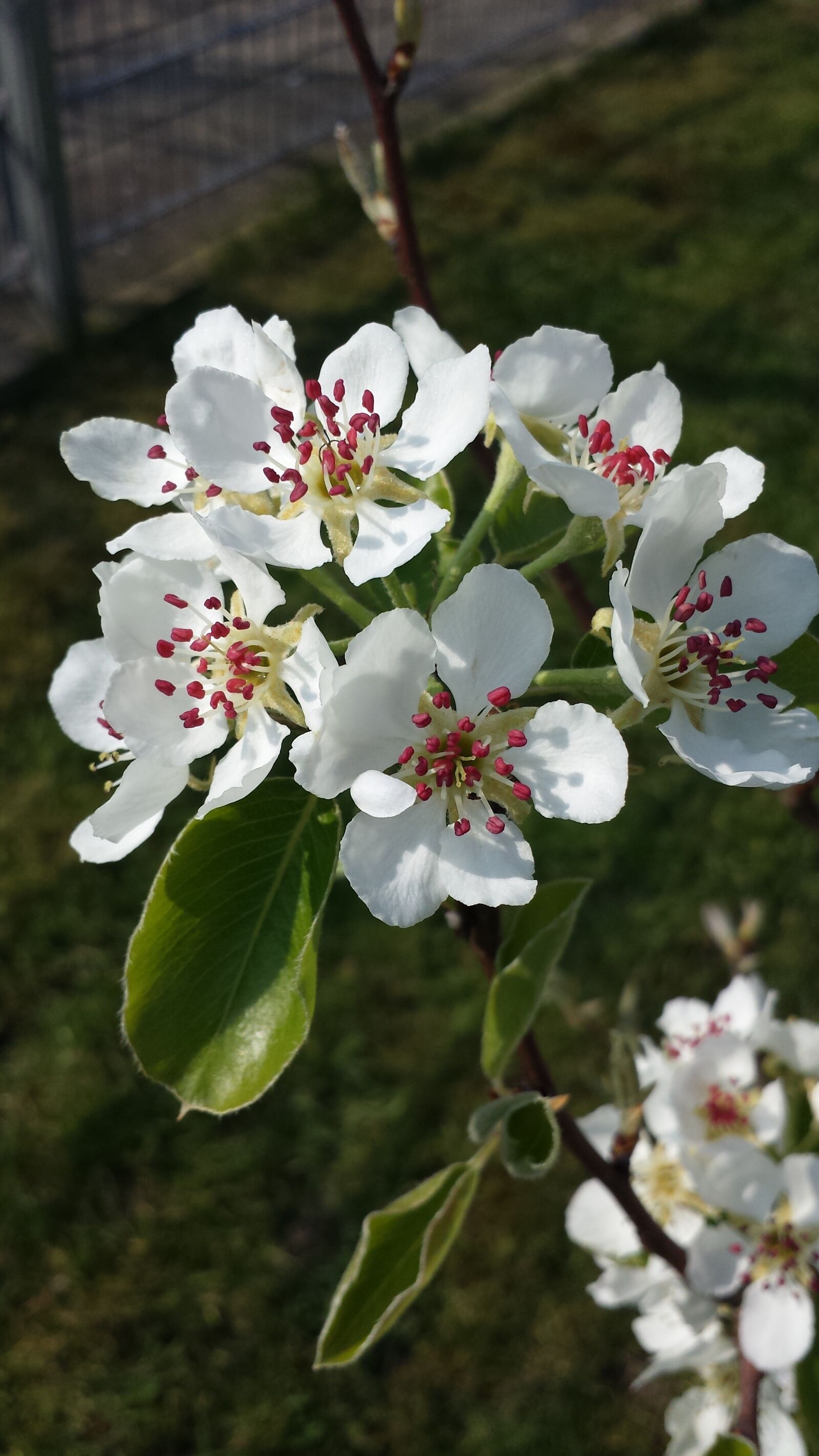 Samsung Galaxy S4 sample photo. Flowers, bulb flowers, nature photography