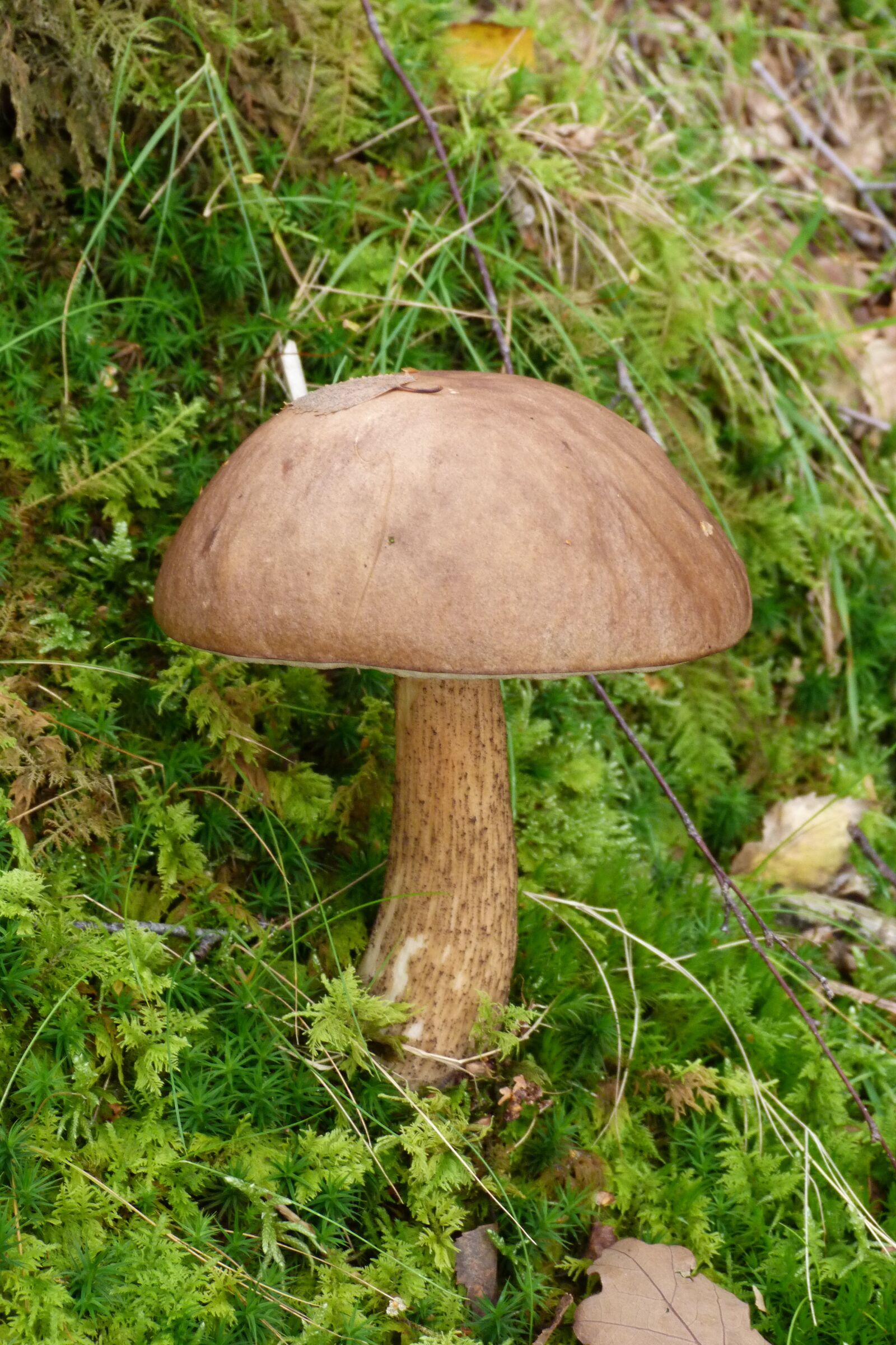 Panasonic Lumix DMC-FZ40 (Lumix DMC-FZ45) sample photo. Nature, fungii, toad stall photography