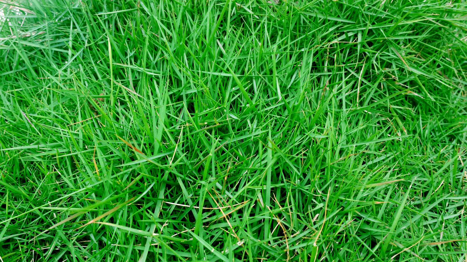 Samsung Galaxy S4 sample photo
