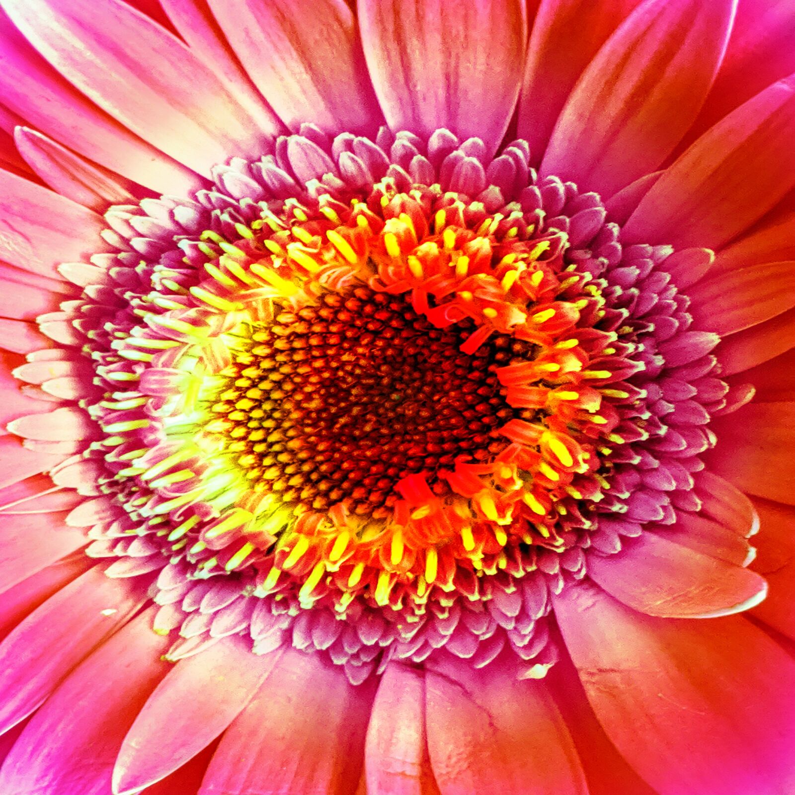Google Pixel sample photo. Flower, center, background photography