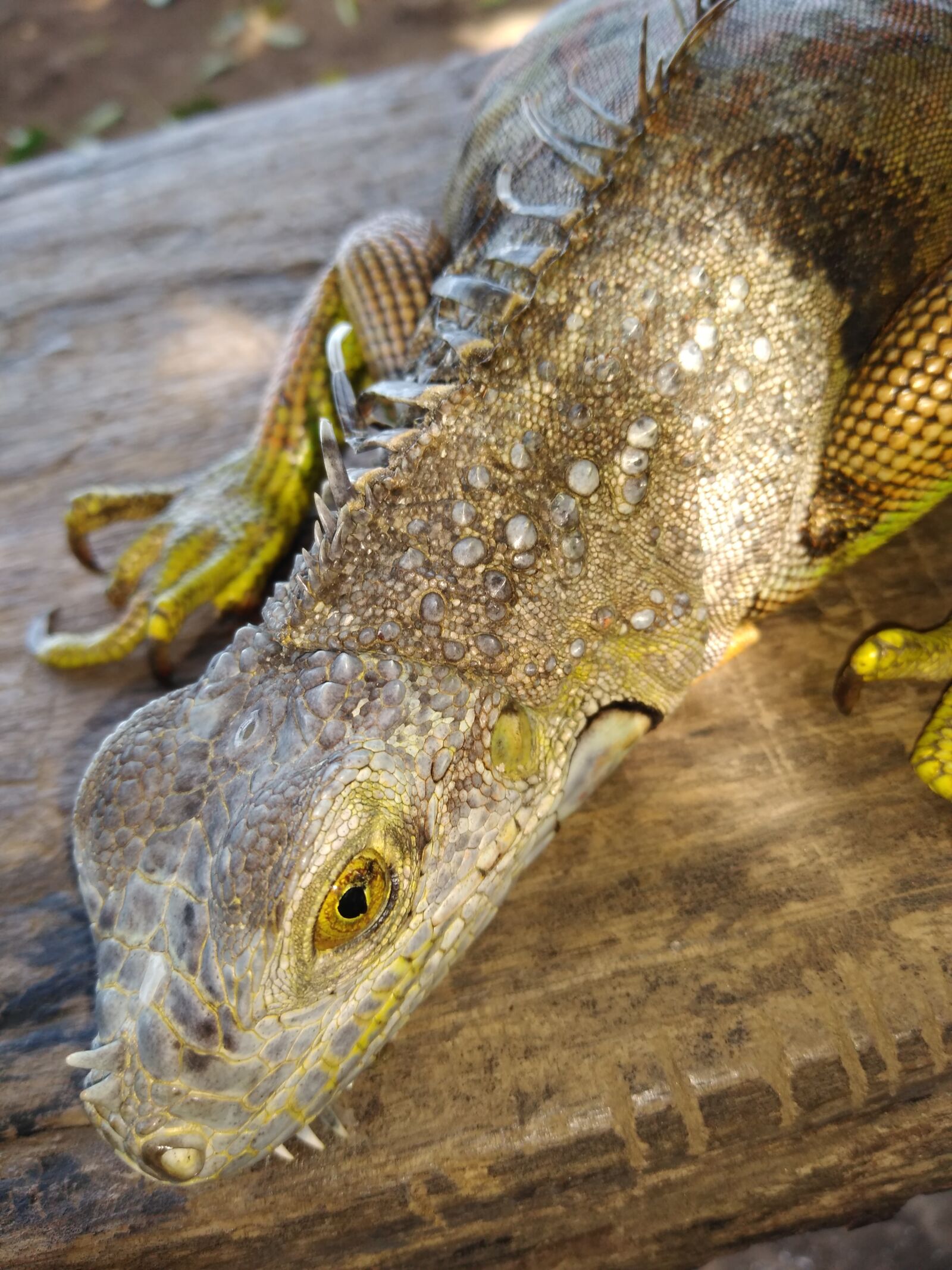 Motorola moto e(5) plus sample photo. Iguana, animals, habitat photography
