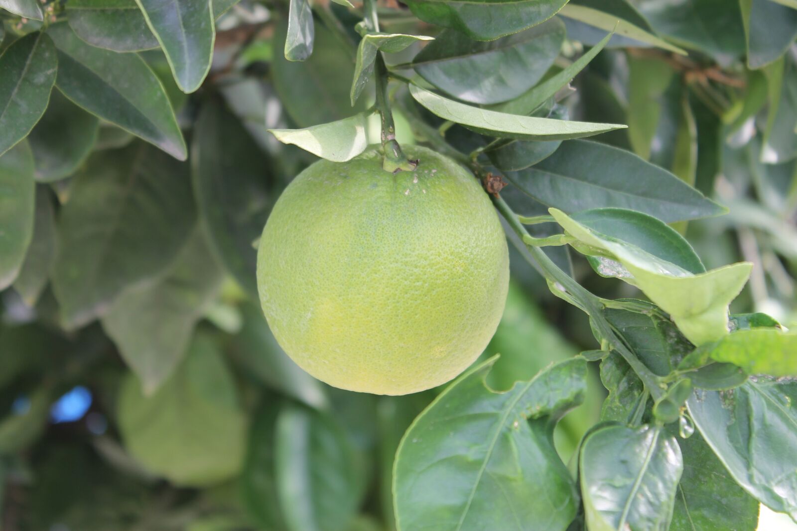 Canon EOS 1100D (EOS Rebel T3 / EOS Kiss X50) sample photo. Orange, fruit, garden photography