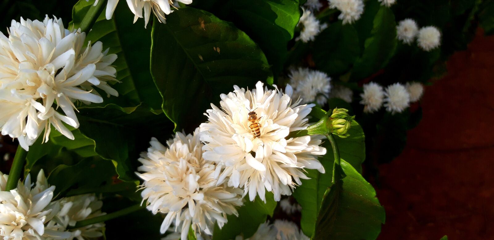 Samsung Galaxy A6 sample photo. Bee, flower, coffee photography