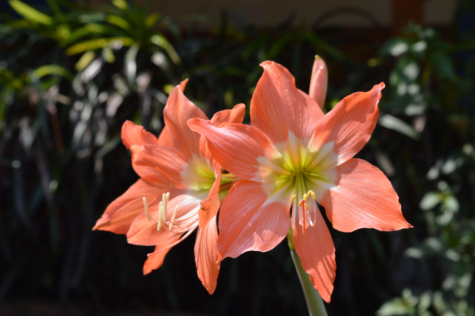 Nikon D3200 sample photo