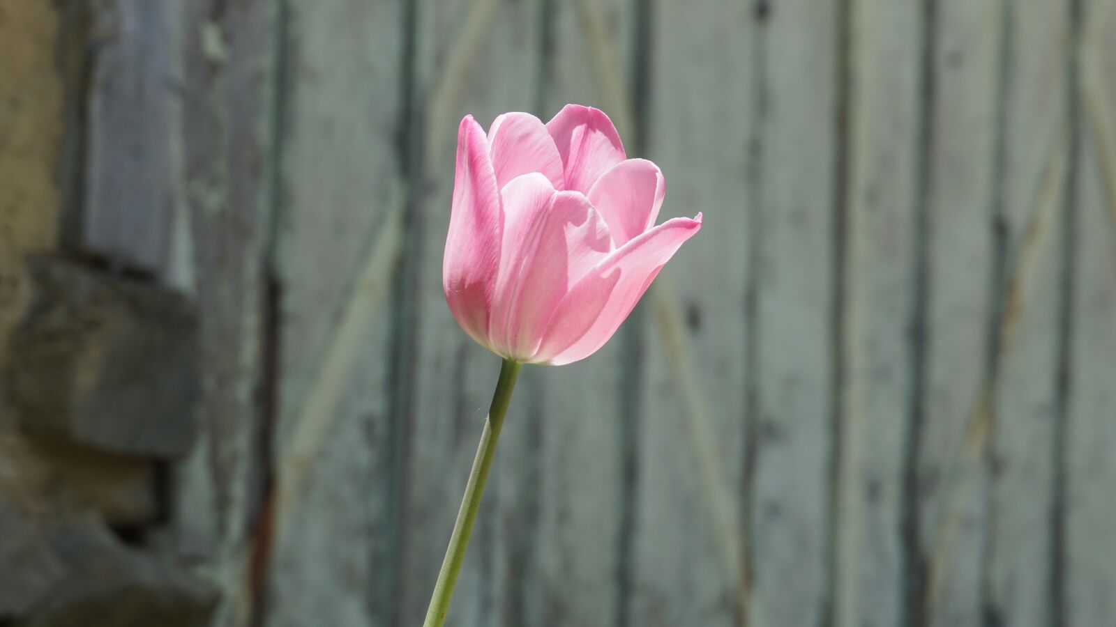 Sony E 16-50mm F3.5-5.6 PZ OSS sample photo. Flower, nature, spring photography