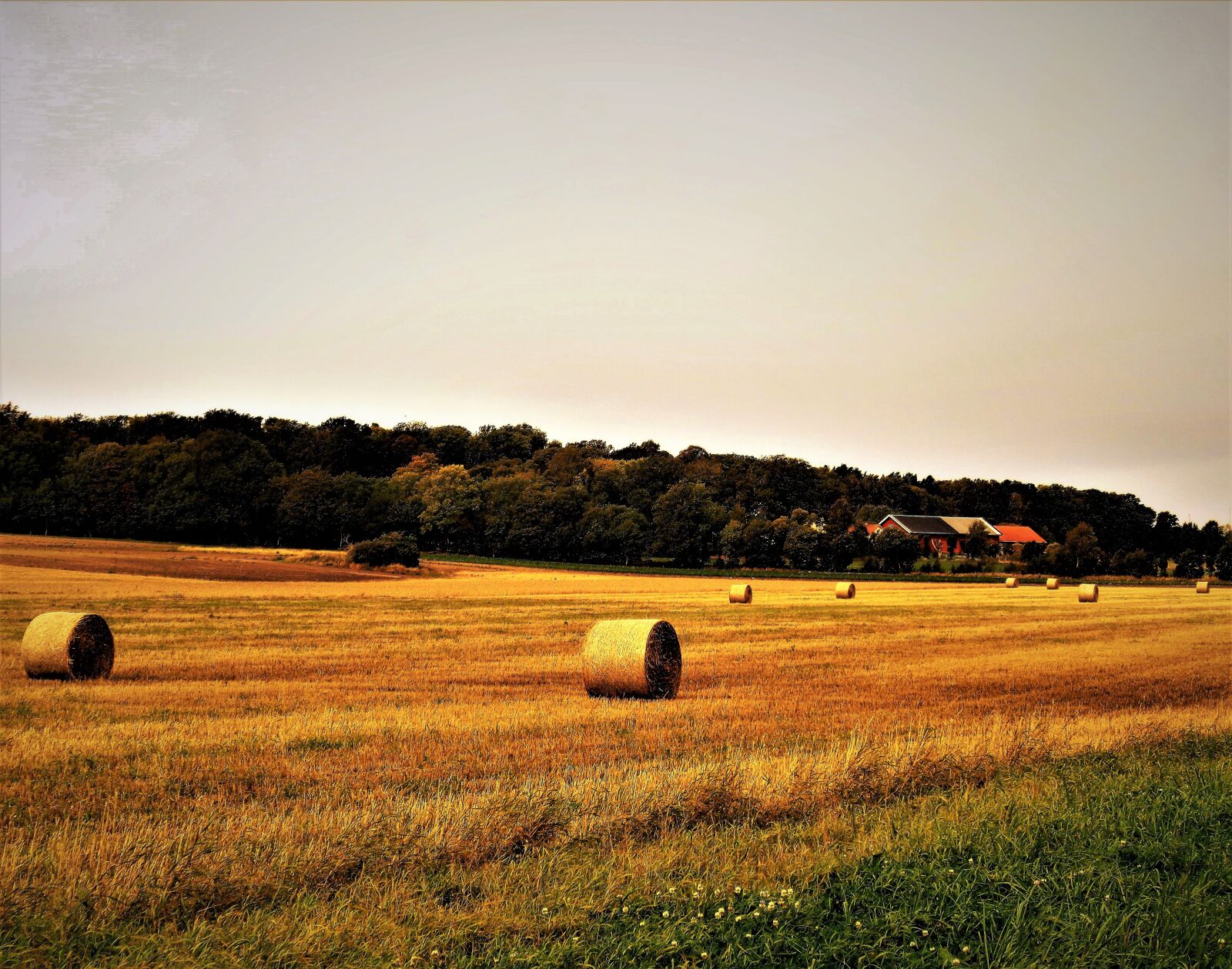 Sony Cyber-shot DSC-W830 sample photo. Field, sky, hay photography