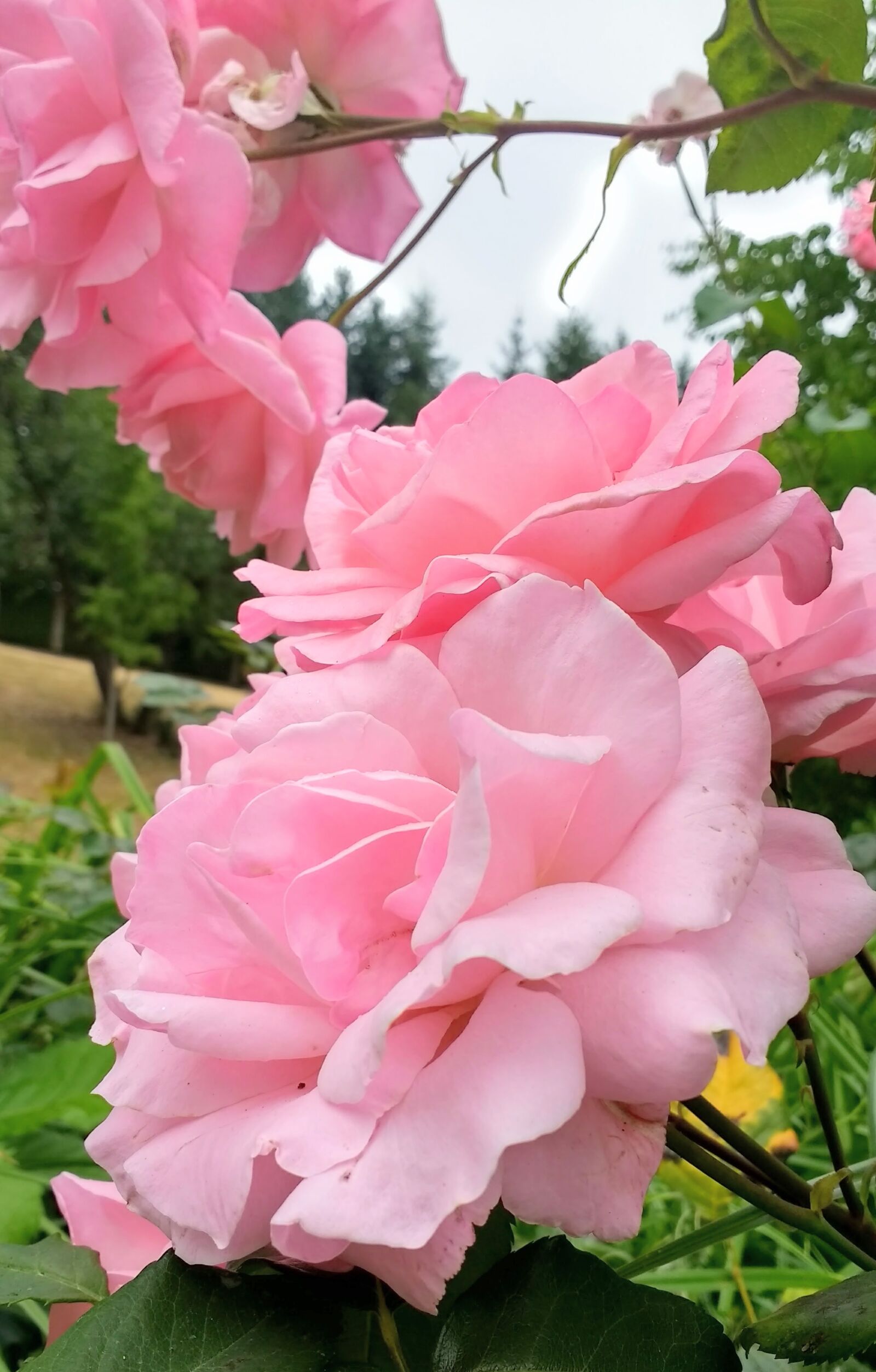 Motorola Moto G (4) sample photo. Rose, roses, pink photography