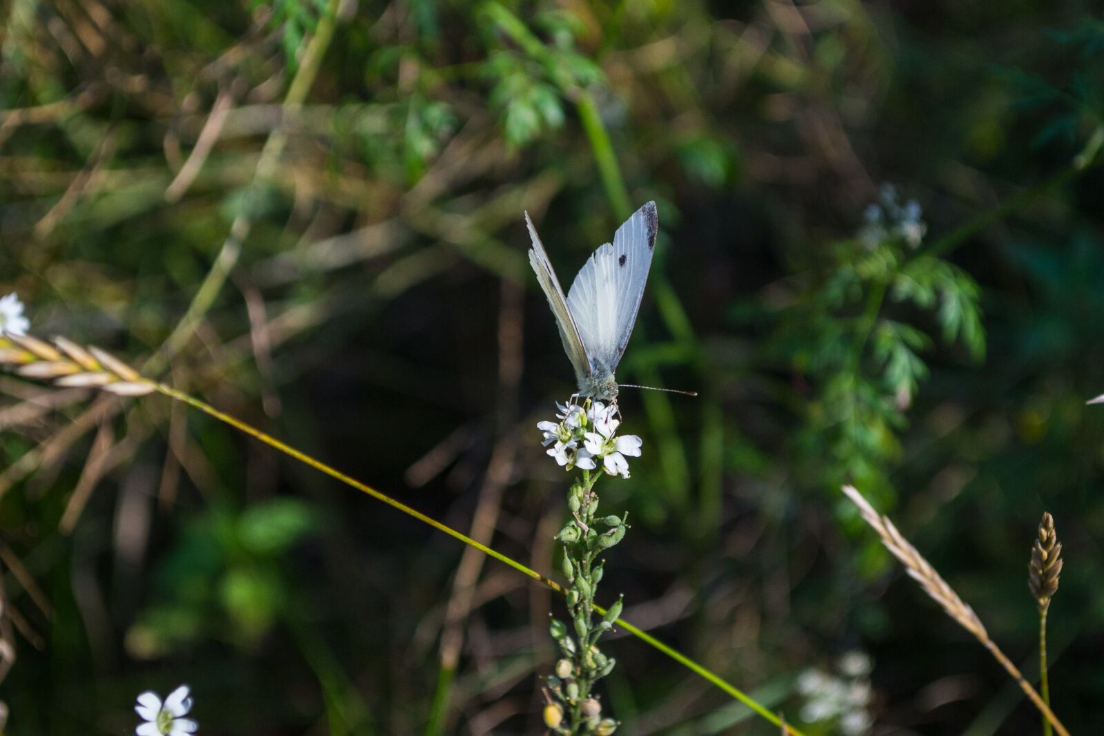 Nikon D3100 sample photo. Butterfly, insect, nature photography