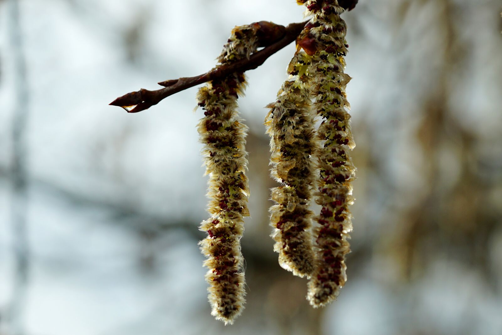 Sony a6000 + Sony FE 90mm F2.8 Macro G OSS sample photo. Tree, winter, nature photography