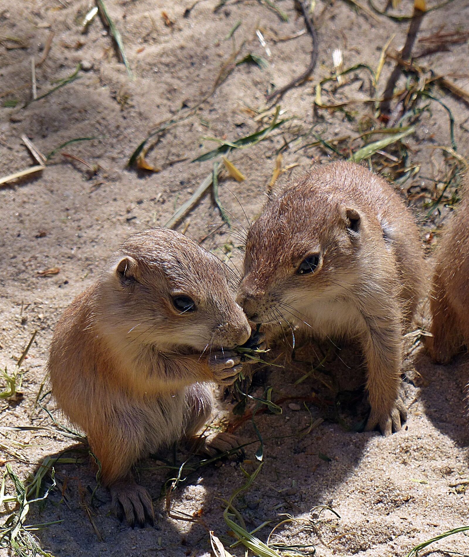 Panasonic Lumix DMC-FZ200 sample photo. Prairie dog, young animal photography