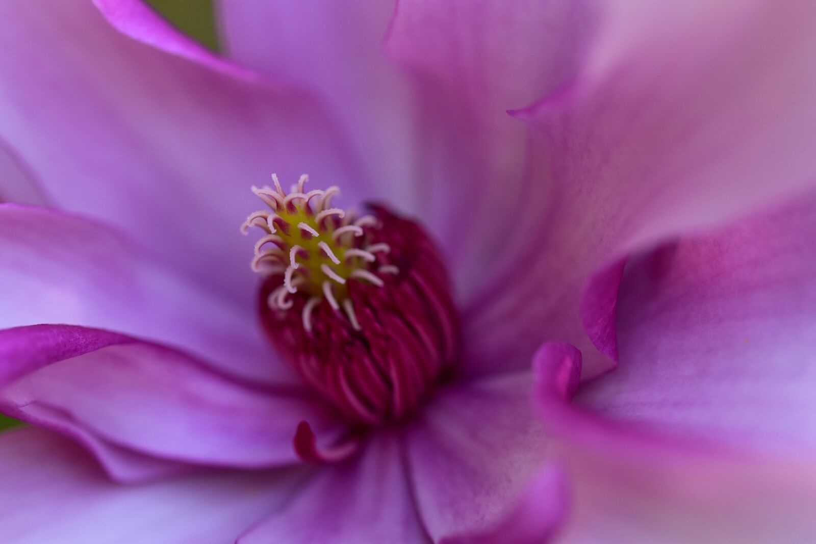 Nikon D5500 sample photo. Macro, flower, close up photography