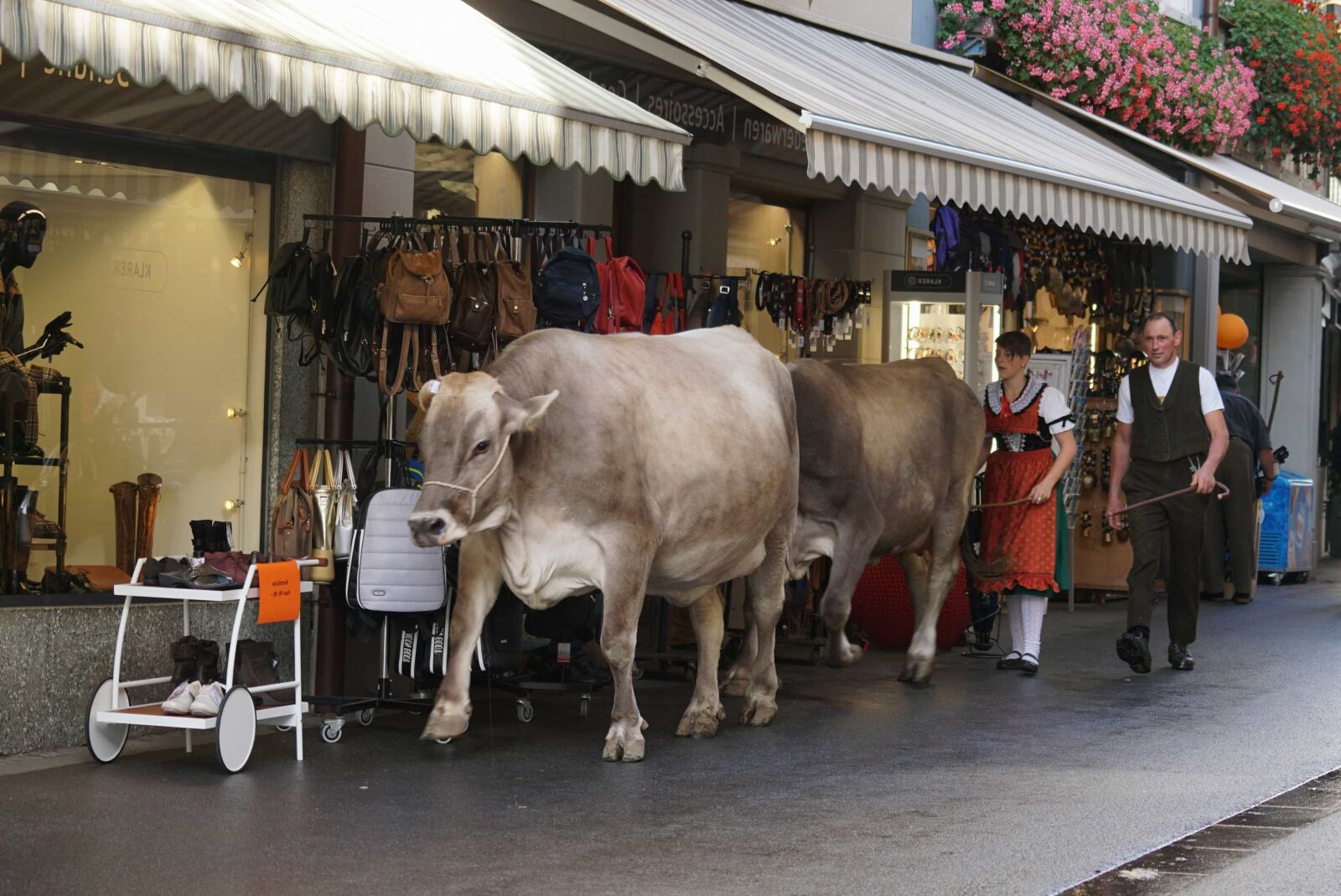 Sony ILCA-77M2 sample photo. Street, cattleman, street festival photography