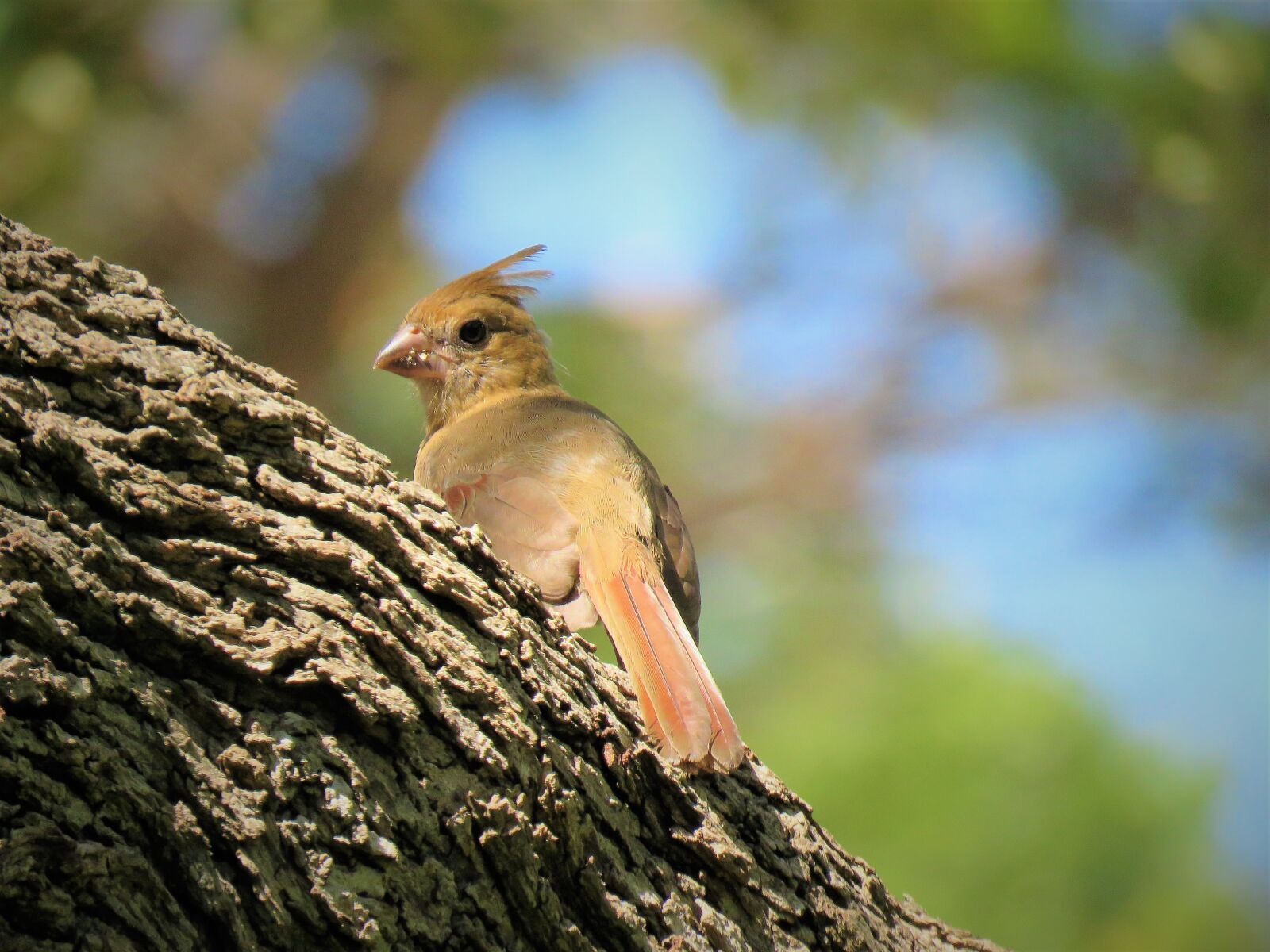 Canon PowerShot SX60 HS sample photo. Bird, immature, wildlife photography