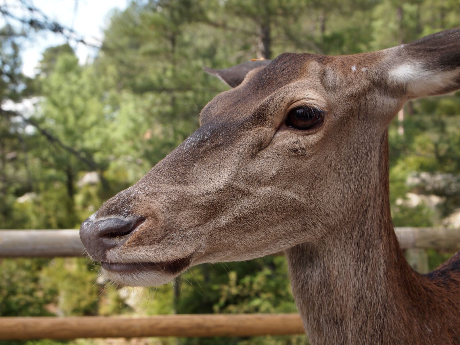 Olympus PEN E-PL1 sample photo. Deer, animal, fauna photography