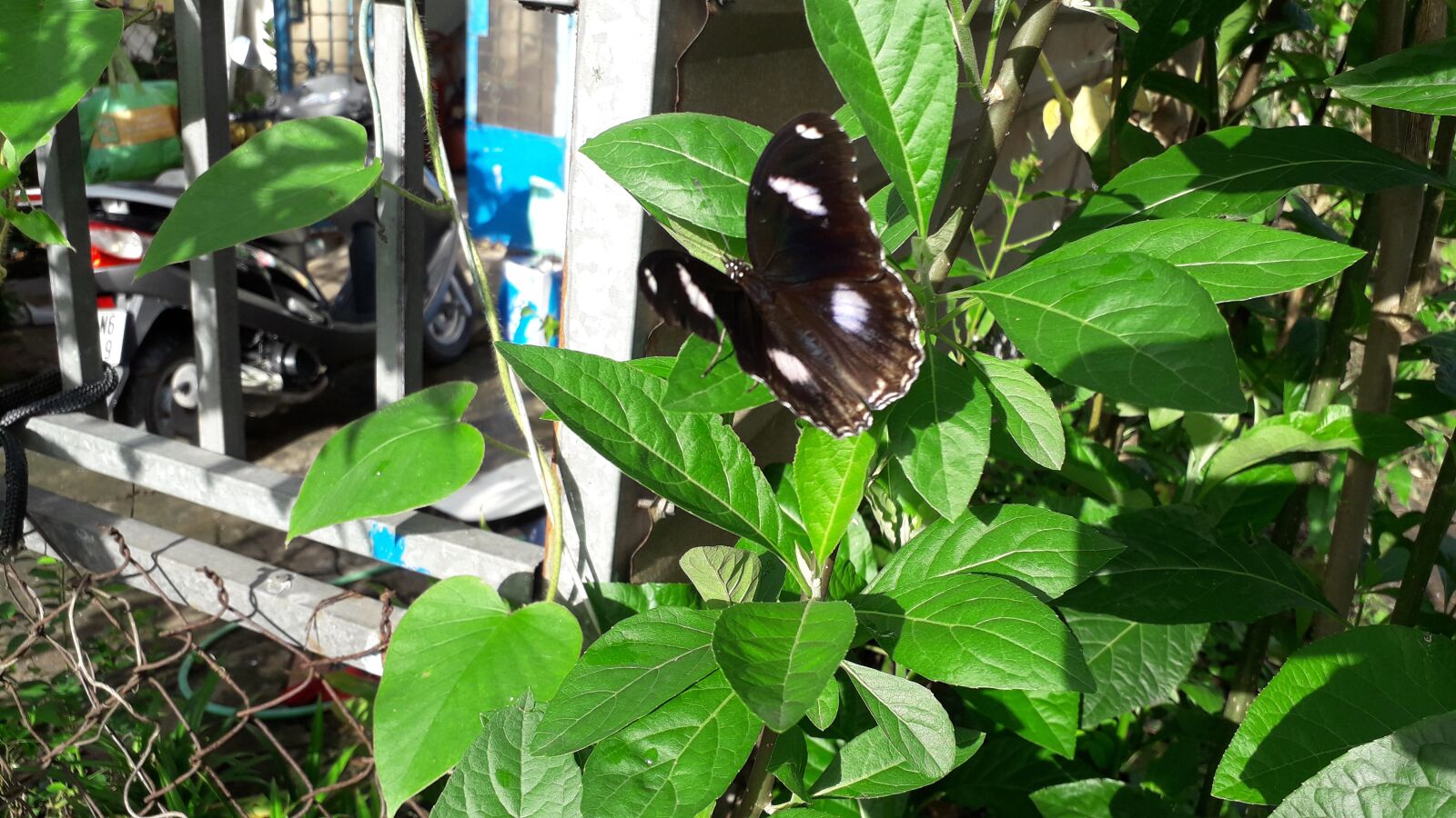 Samsung Galaxy J4 sample photo. Black butterfly, the butterfly photography