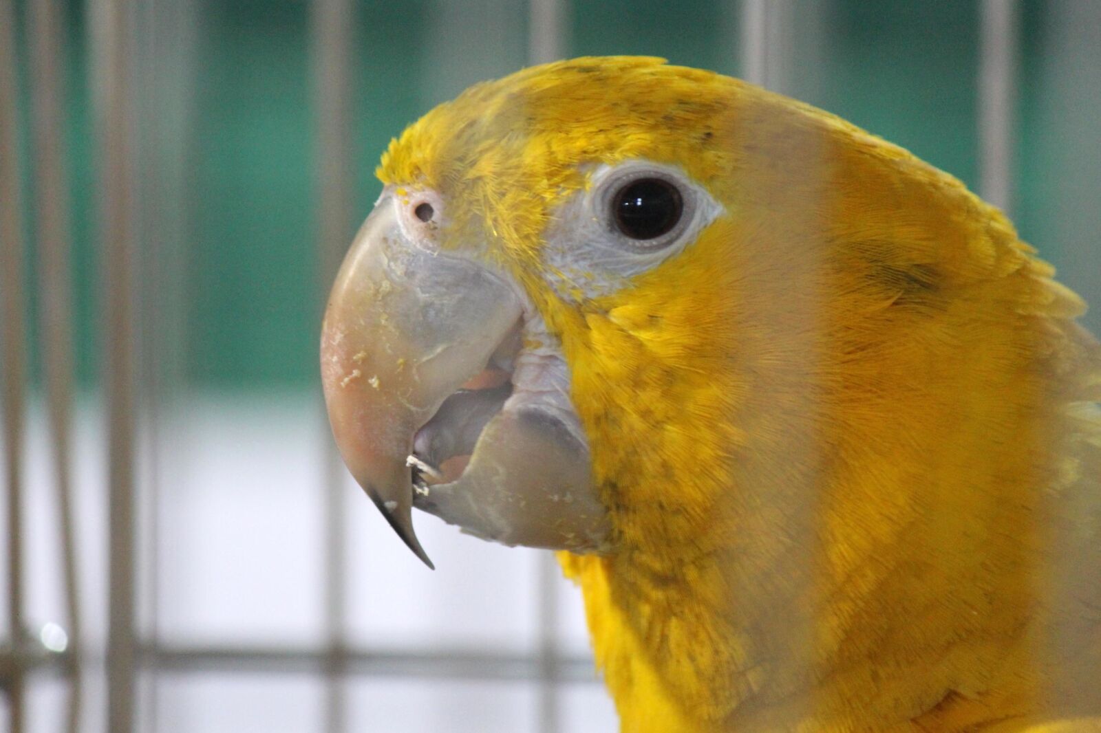 Canon EOS 600D (Rebel EOS T3i / EOS Kiss X5) sample photo. Yellow, bird, cage, parrot photography