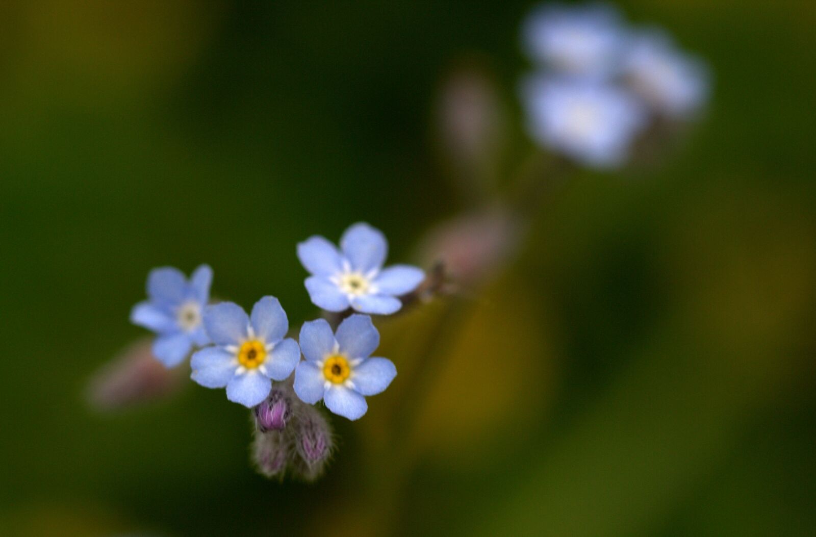 Canon EF-S 60mm F2.8 Macro USM sample photo. Cornflower, flower, blue photography