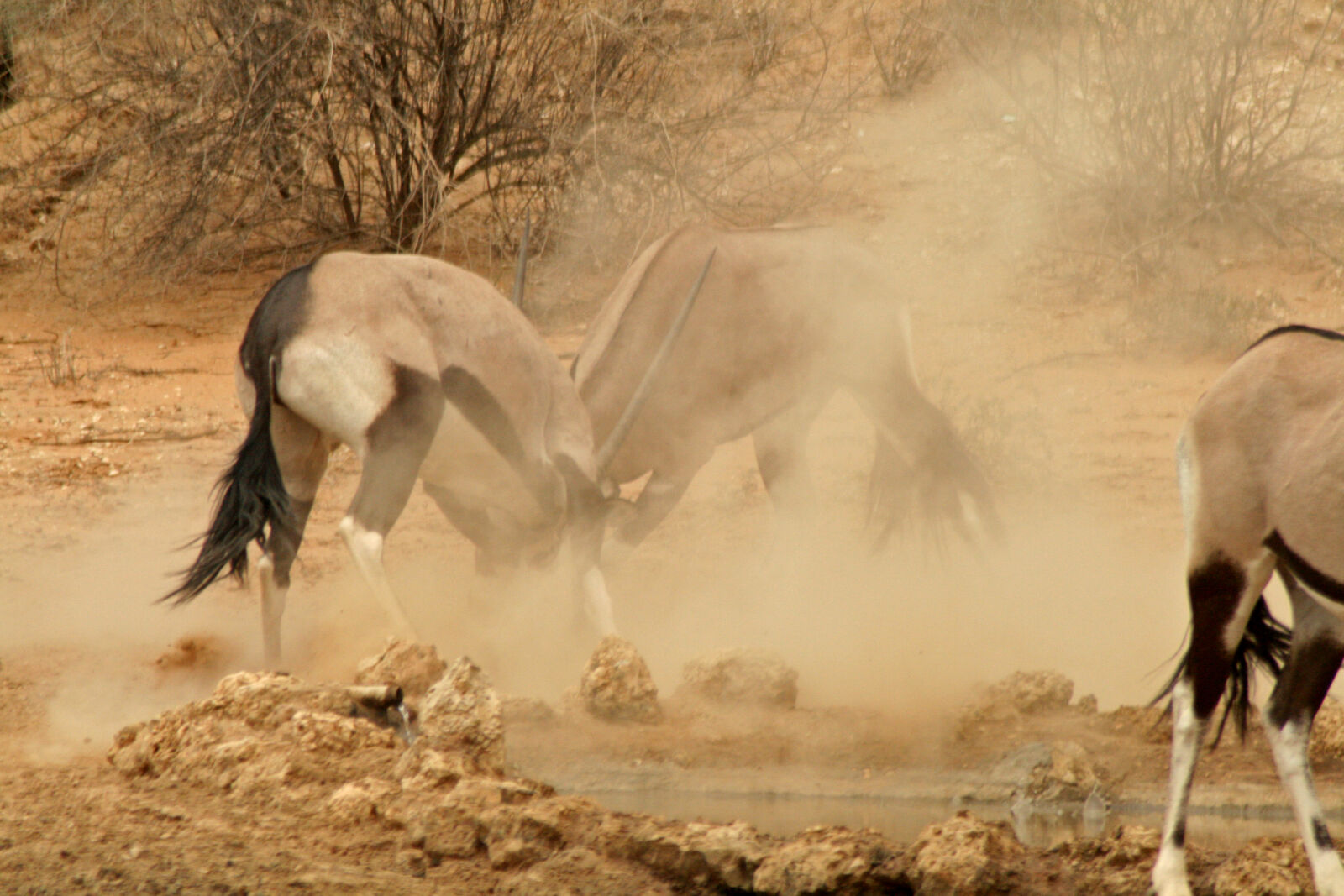 Canon EOS 400D (EOS Digital Rebel XTi / EOS Kiss Digital X) sample photo. Animals, buck, desert, fight photography
