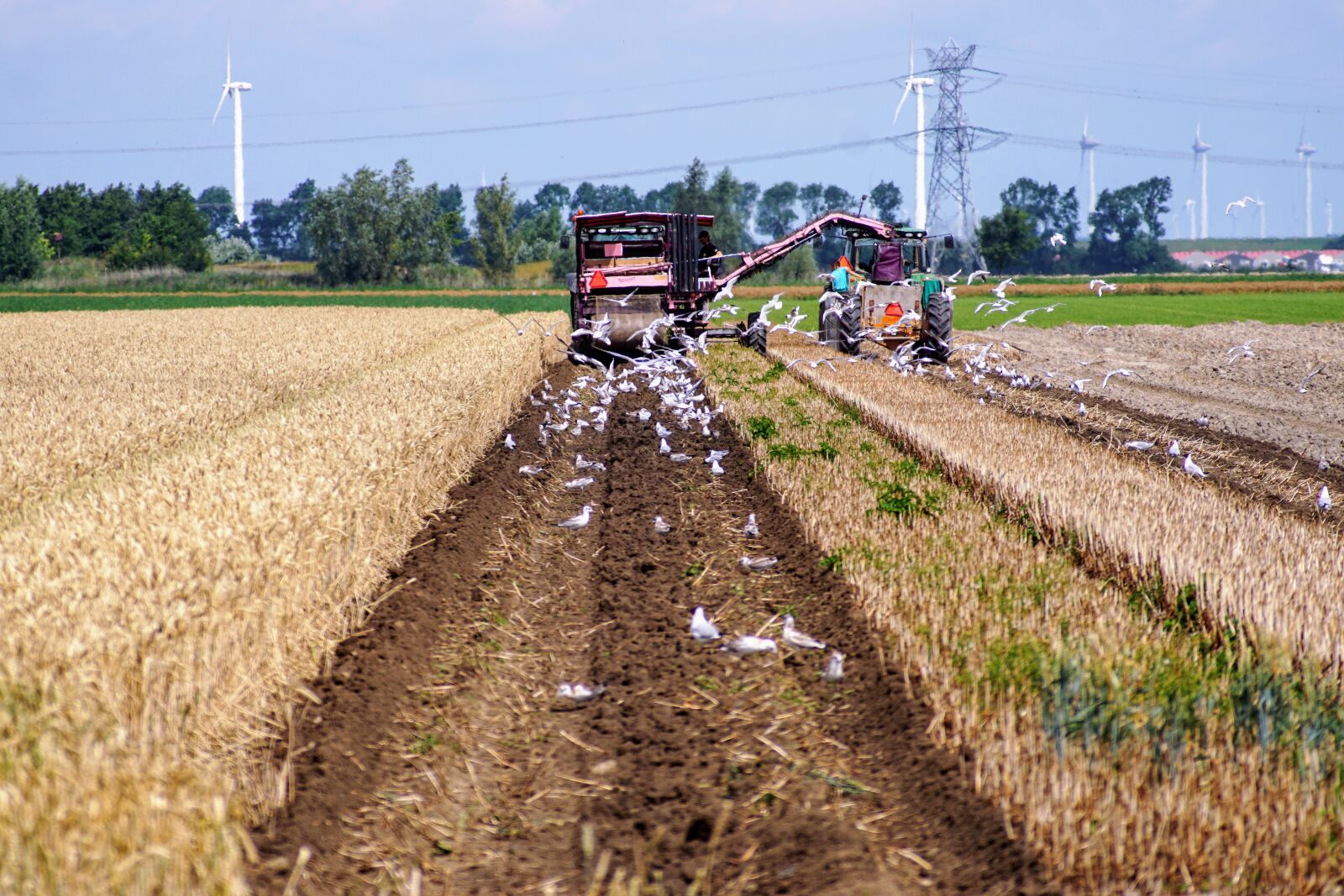 Sony SLT-A68 + Minolta AF 70-210mm F4 Macro sample photo. Farmer, tractor, seagulls photography