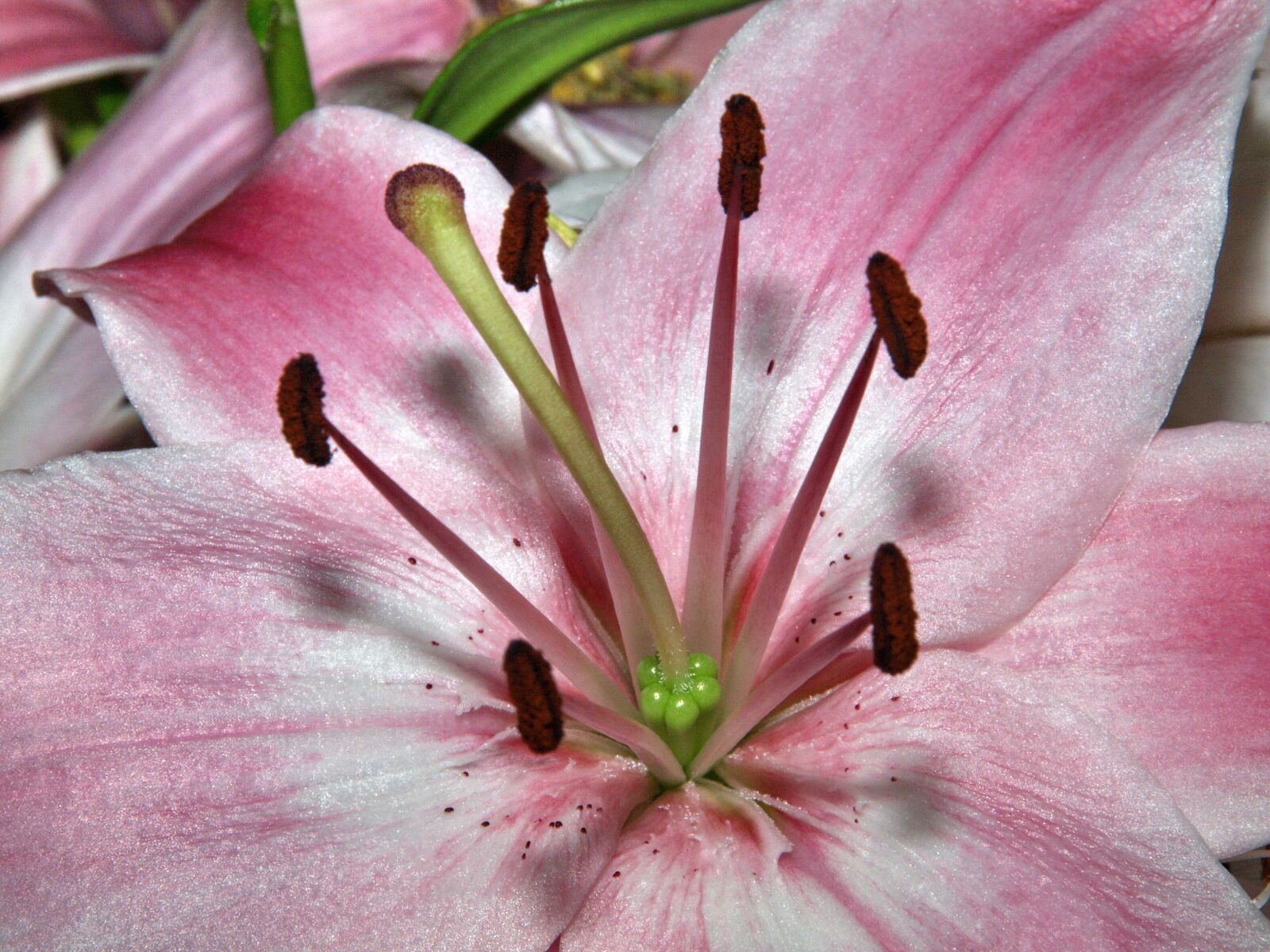Olympus E-330 (EVOLT E-330) sample photo. Inflorescence, flowers, bright photography