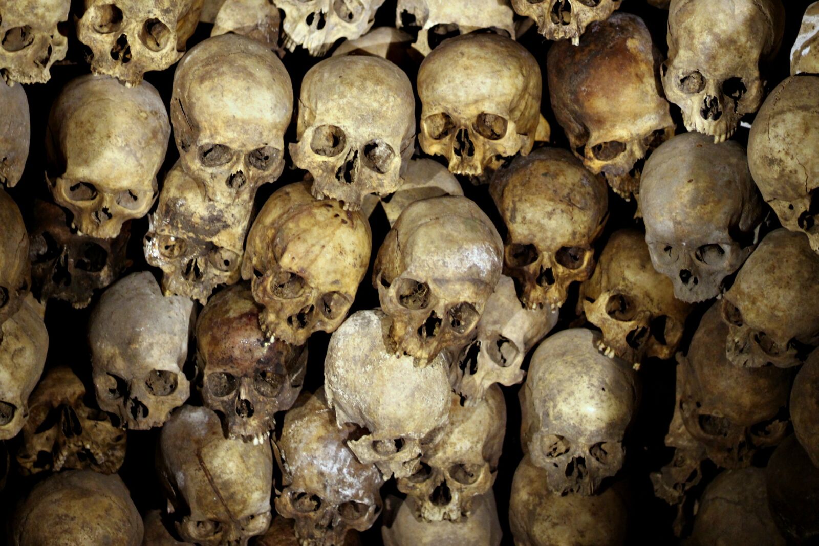 Canon EOS 700D (EOS Rebel T5i / EOS Kiss X7i) + Canon EF 85mm F1.8 USM sample photo. Skeleton, head, bones photography