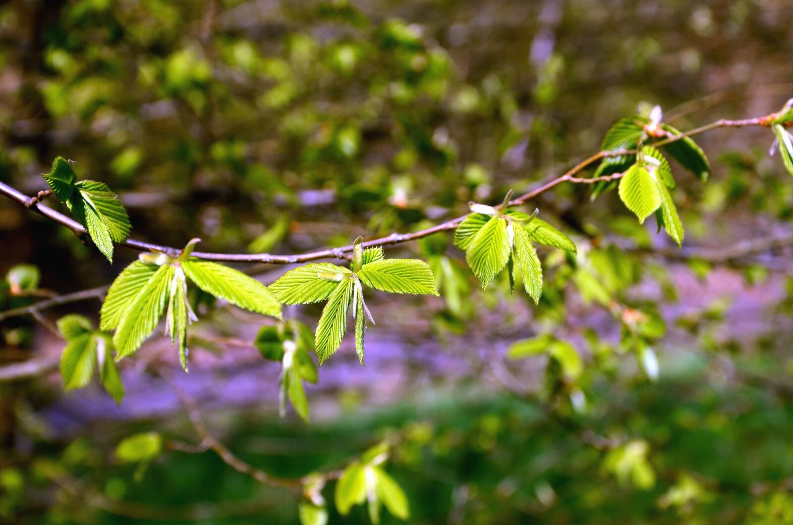 Nikon D5100 sample photo. Leaf, tree, branch, spring photography