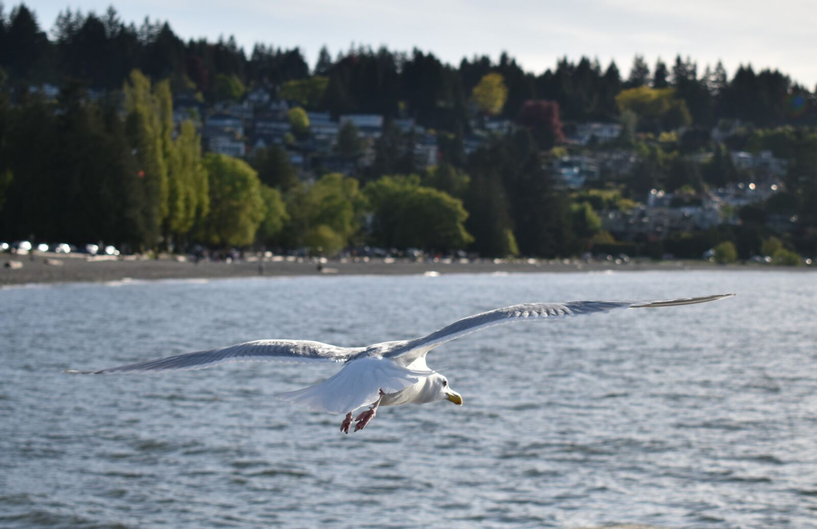 Nikon D5600 sample photo. Freedom, seagull, flying photography